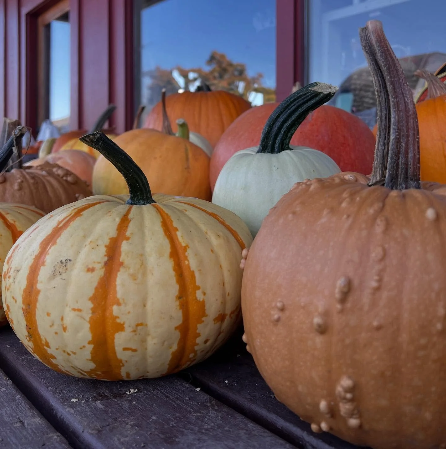 Our Napa-grown pumpkins are going fast! If you want to add any of these beauties to your seasonal display, then visit us soon. We are open seven days a week! 🎃🎃🎃