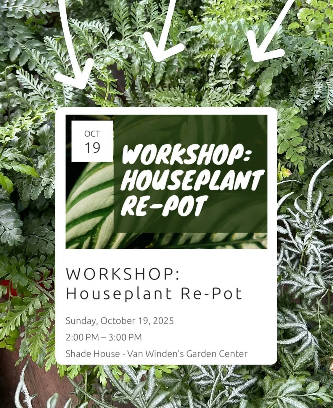 Our houseplant expert, Sam Myhre, will guide you through the repotting process. This workshop is $40. Only six people per class. Two plants per person.  Includes soil, grower pot, and stake. Please pre-register. Go to vanwindens.com for details.