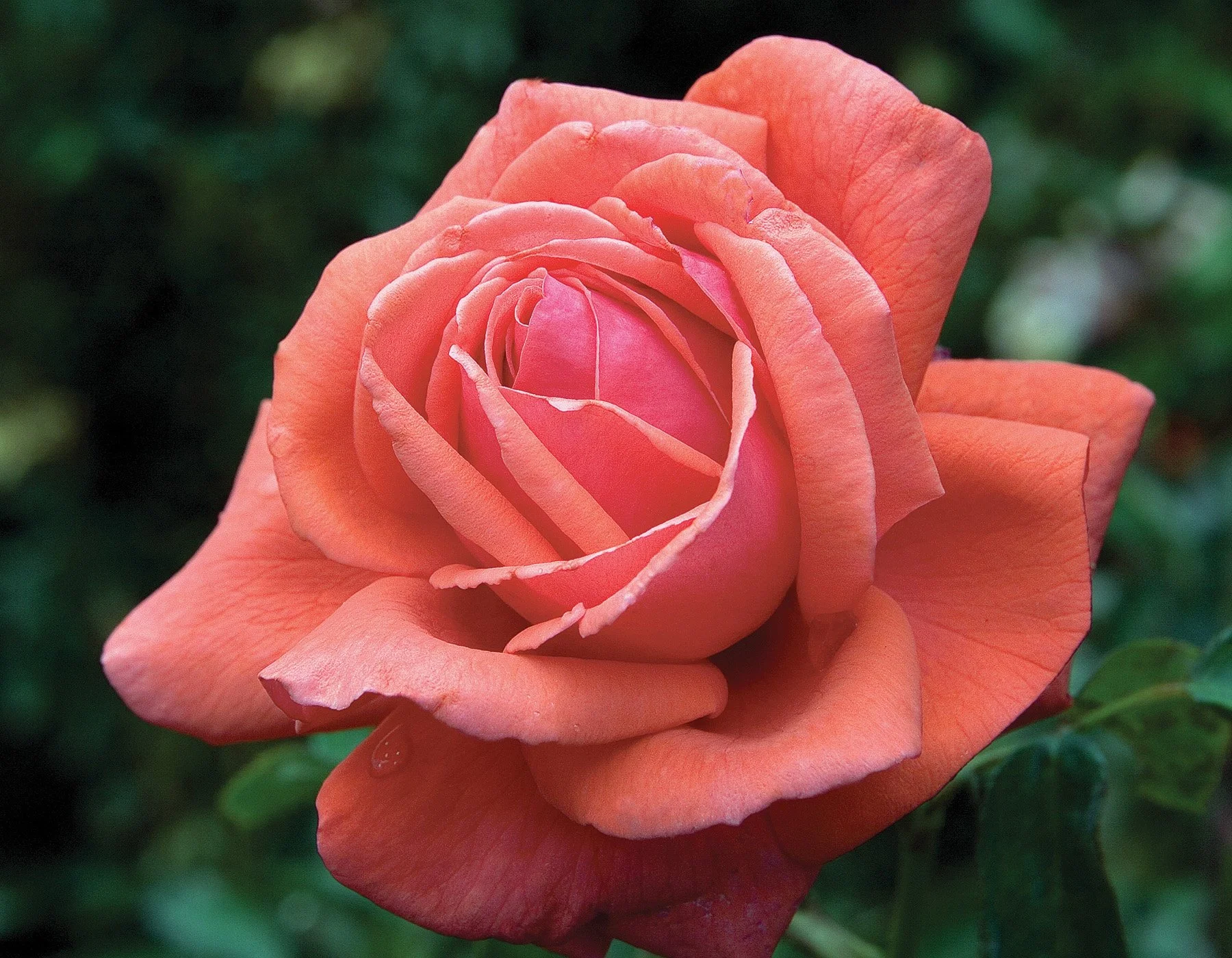 Fragrant Cloud Tree Rose