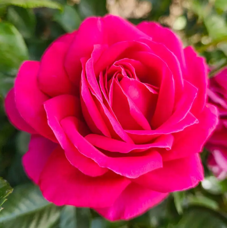 Nothing But Class™ Tree Rose