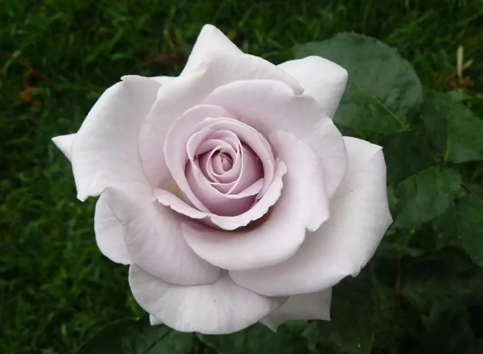 Stainless Steel Hybrid Tea