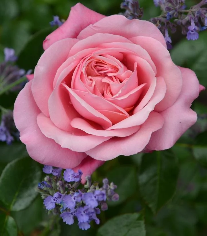 Showpiece™ Blush Fragrant shrub