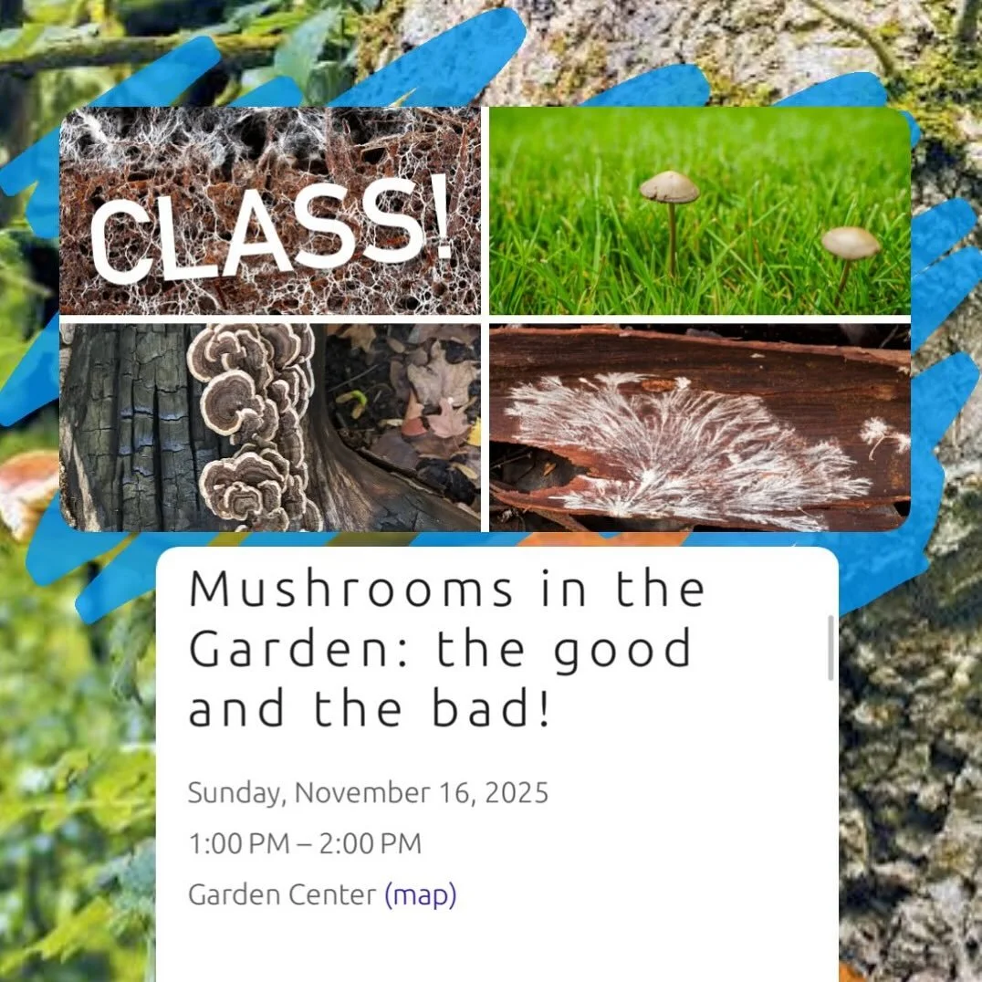 Speaker David Shubin of @fishwaterfarms returns to explain the fungus that is among us! Did you know there&rsquo;s an entire underground network quietly shaping your garden&rsquo;s health? Join us for a fun, eye-opening class designed for curious gar