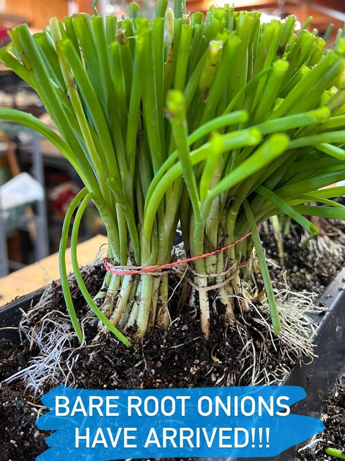 Bare root onions have arrived! There are lots of different ways to grow onions but bare root onions might be the best! They are easy to grow, less likely to bolt, and we have all sorts of fun varieties to choose from!