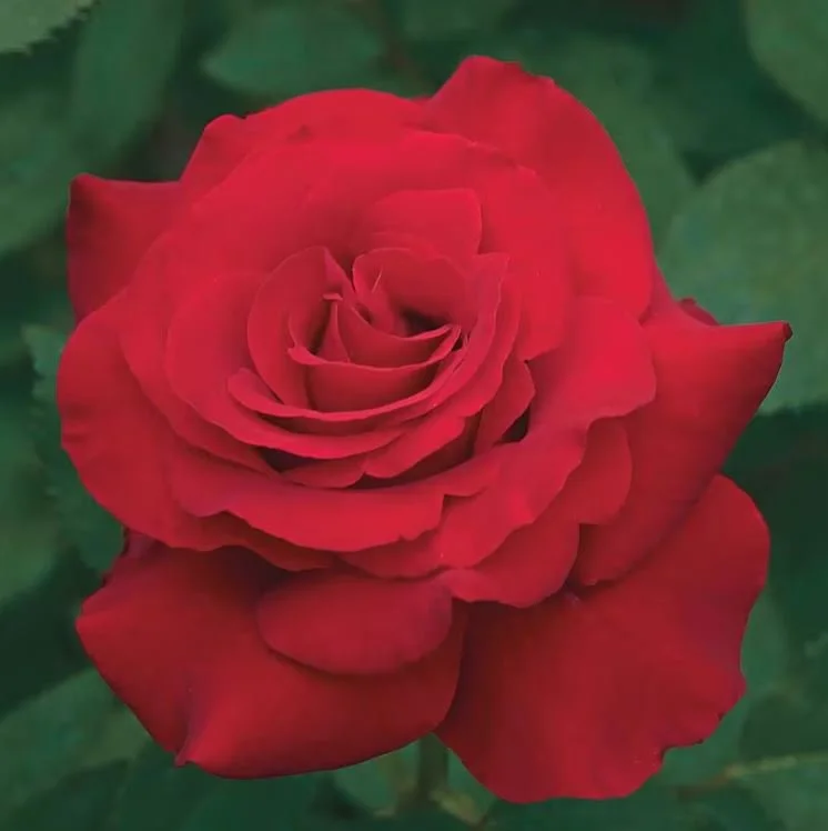 Let Freedom Ring™ Hybrid Tea