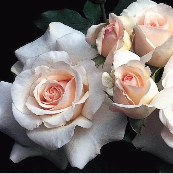 French Lace Floribunda