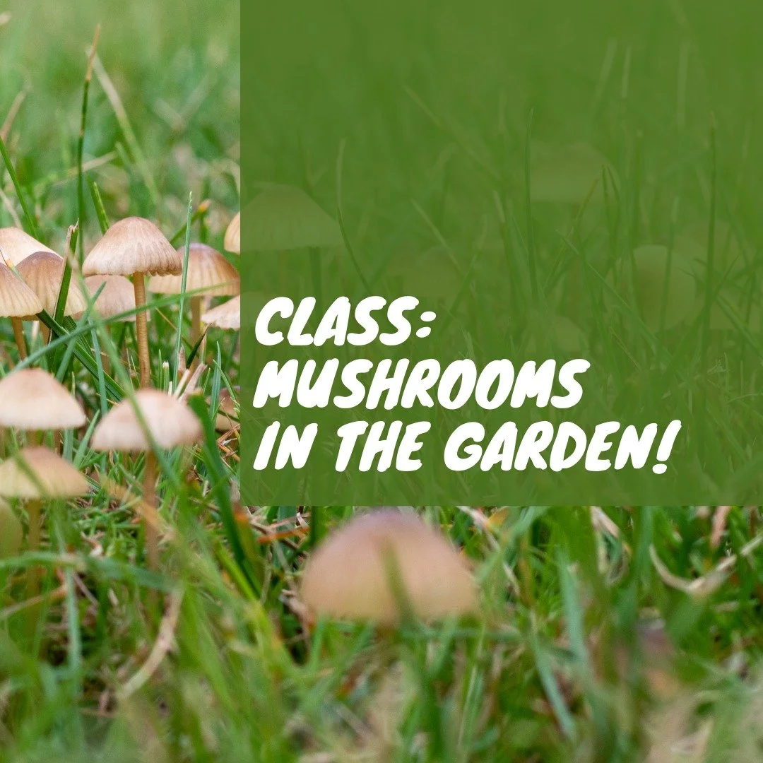 Fungus can help a garden... but sometimes it hurts! Come and learn all about fungus and how it relates to your garden on Nov. 16th. Call 707-255-8400 for more info and to sign up.