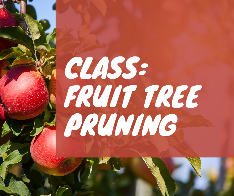 CLASS: Fruit Tree Pruning 