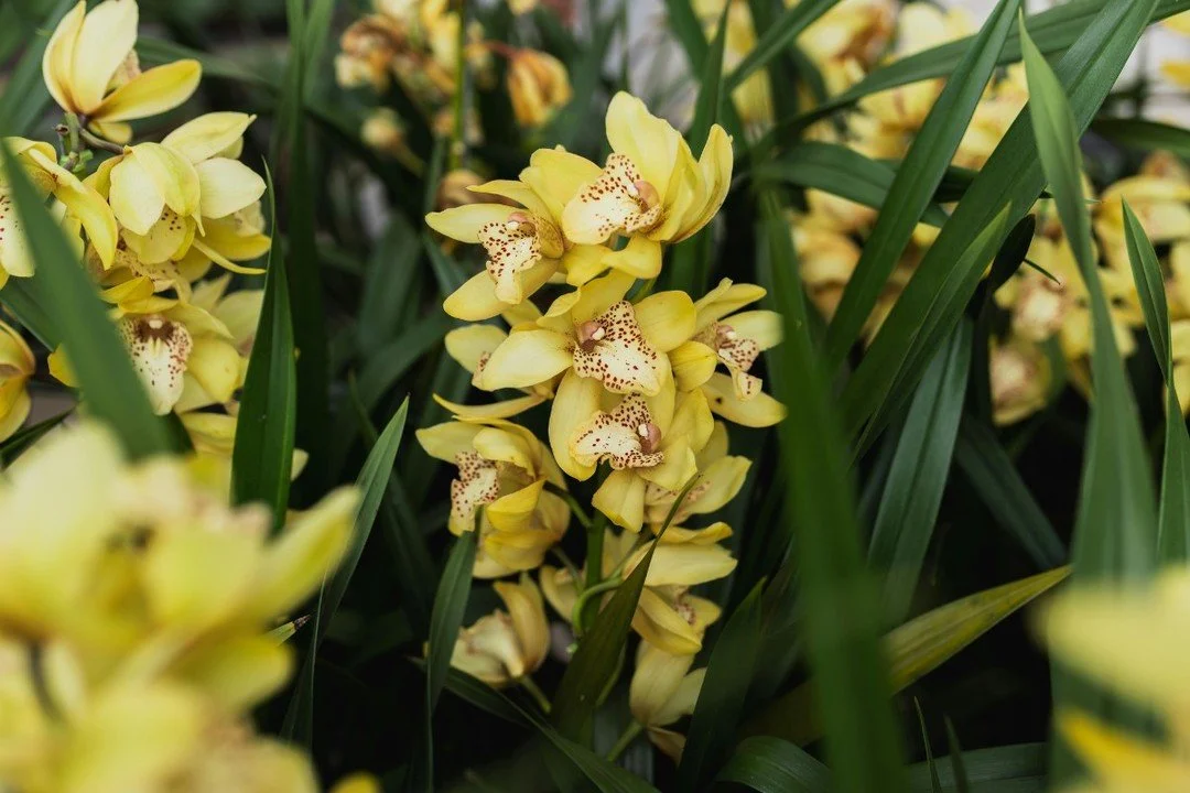 This week's newsletter goes over cymbidium orchids and the wonderful berries that we have in stock right now. Link in bio!