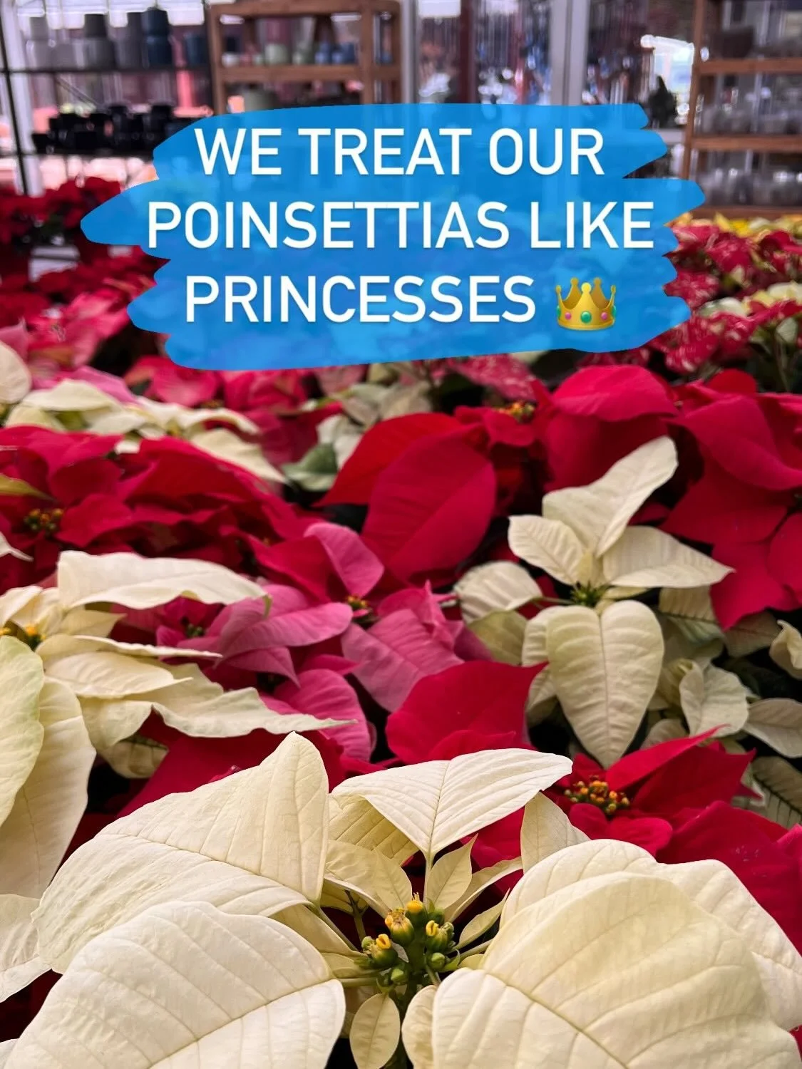 The Van Winden&rsquo;s glass house is filled up with poinsettias right now! We give these beautiful plants a lot of attention and keep them in tiptop shape for you!