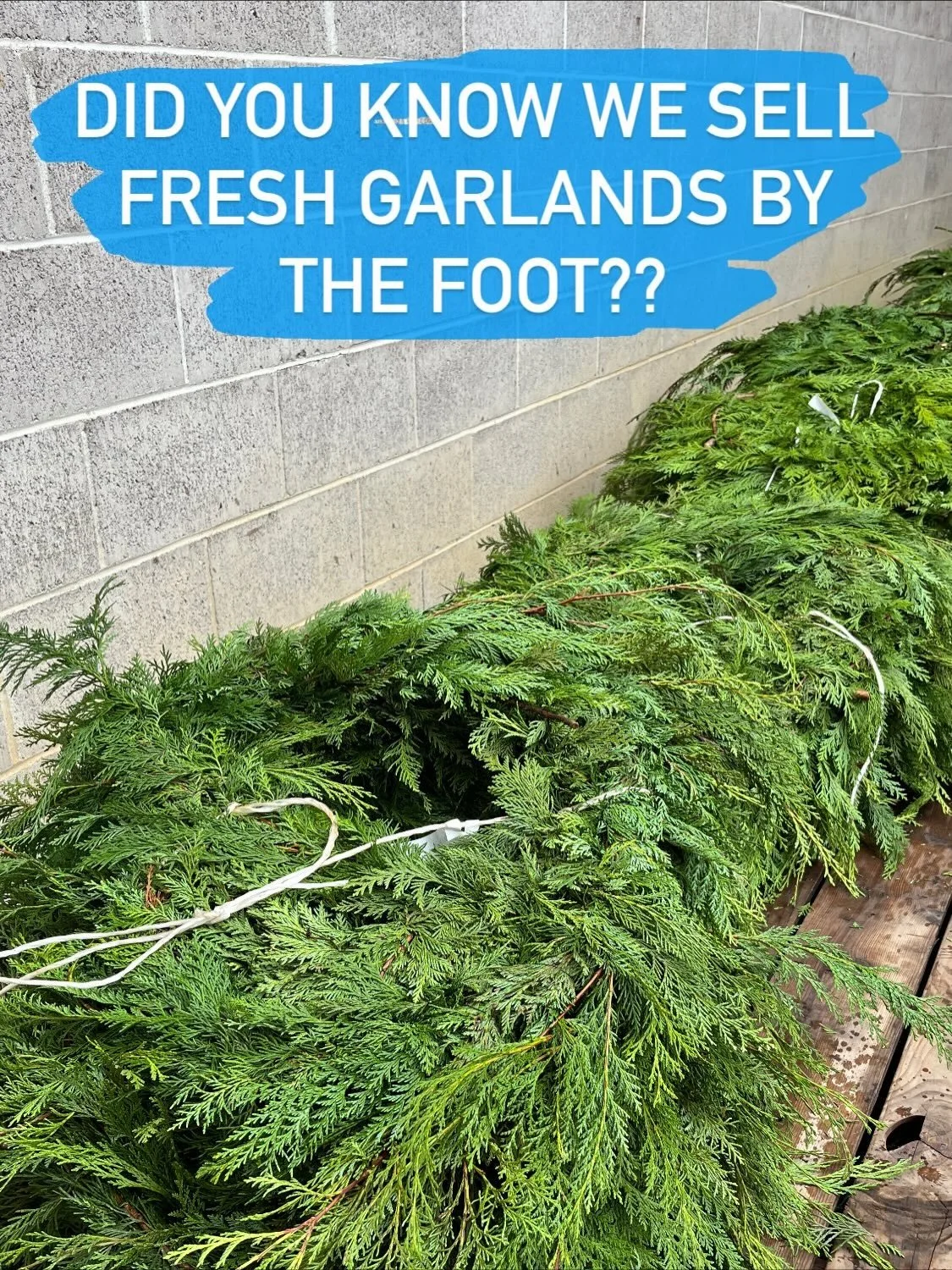 Nothing smells better than fresh greens in your house during the holiday season! 🌲