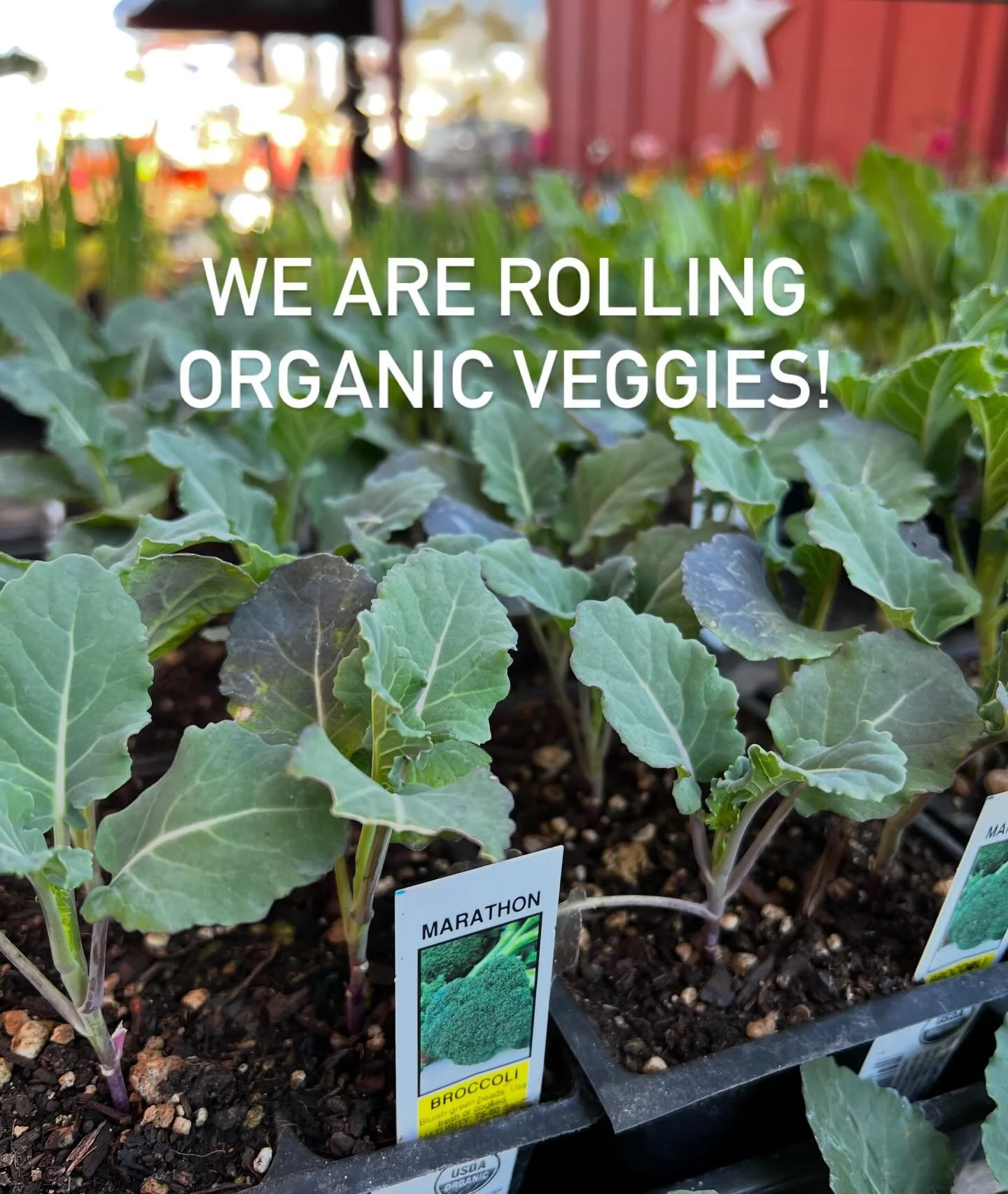 This beautiful weather makes you wanna get out to the garden, right? We have lots of beautiful organic vegetable starts here for you! 🌱🌱🌱