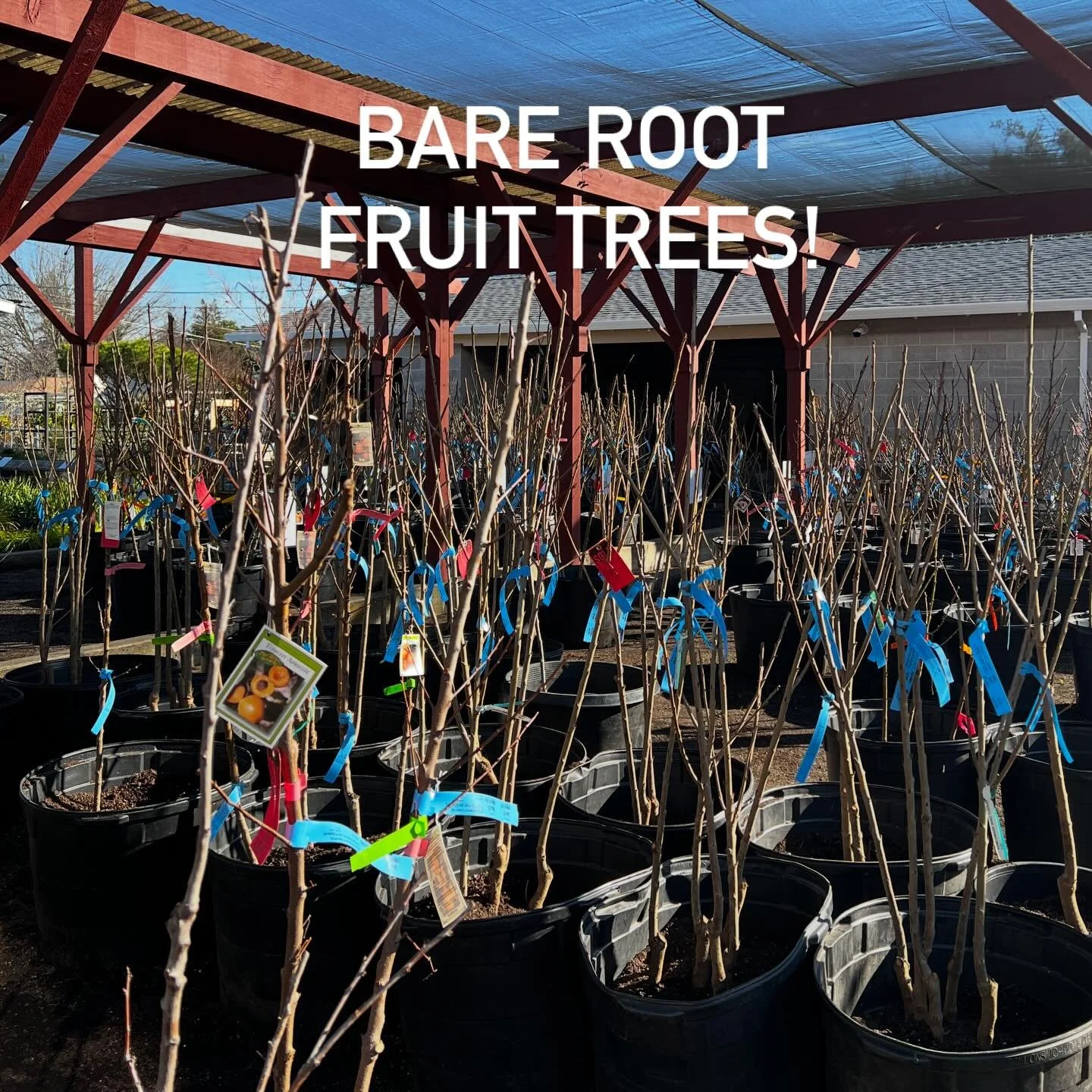 For a limited time only we have bare root fruit trees in stock! If you&rsquo;re unfamiliar, this is the best time of year to plant a fruit tree. A bare root tree has the biggest root system, the lowest price, and right now we have the best selection 