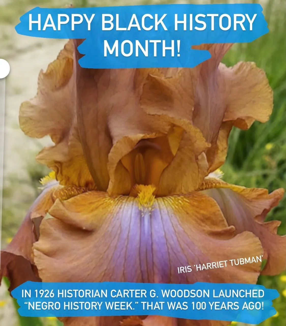 This year marks 100 years since the beginning of what we now celebrate his Black History Month. Here are some of the wonderful ways black Americans have influenced the gardening world. #blackhistorymonth