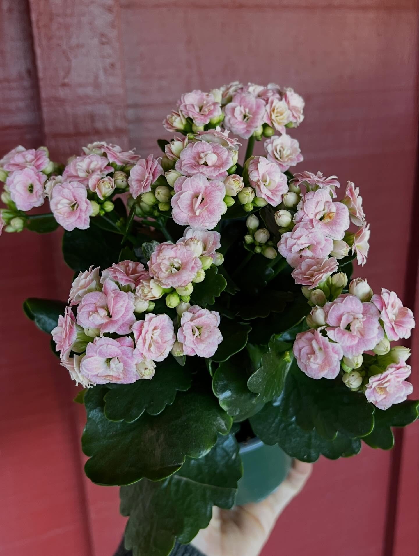 All the pink things please for this Valentine&rsquo;s Day weekend! 💕