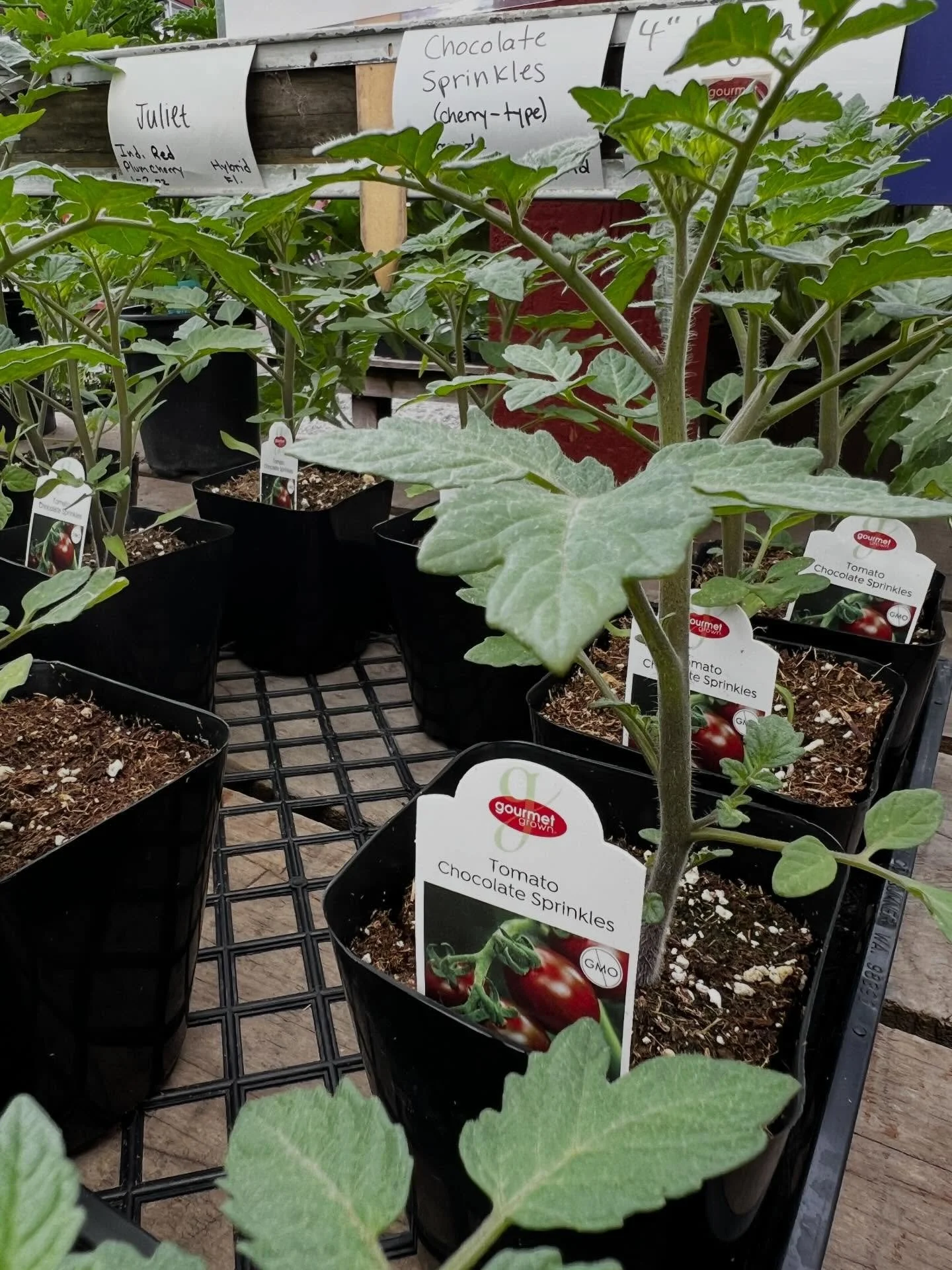 ❄️ PROTECT FROM FROST ❄️ Tomatoes are starting to arrive! We strongly suggest keeping them safe in a greenhouse or bringing them indoors overnight. This is a great way to potentially get a head start, but you have to treat your tomatoes right a.k.a. 