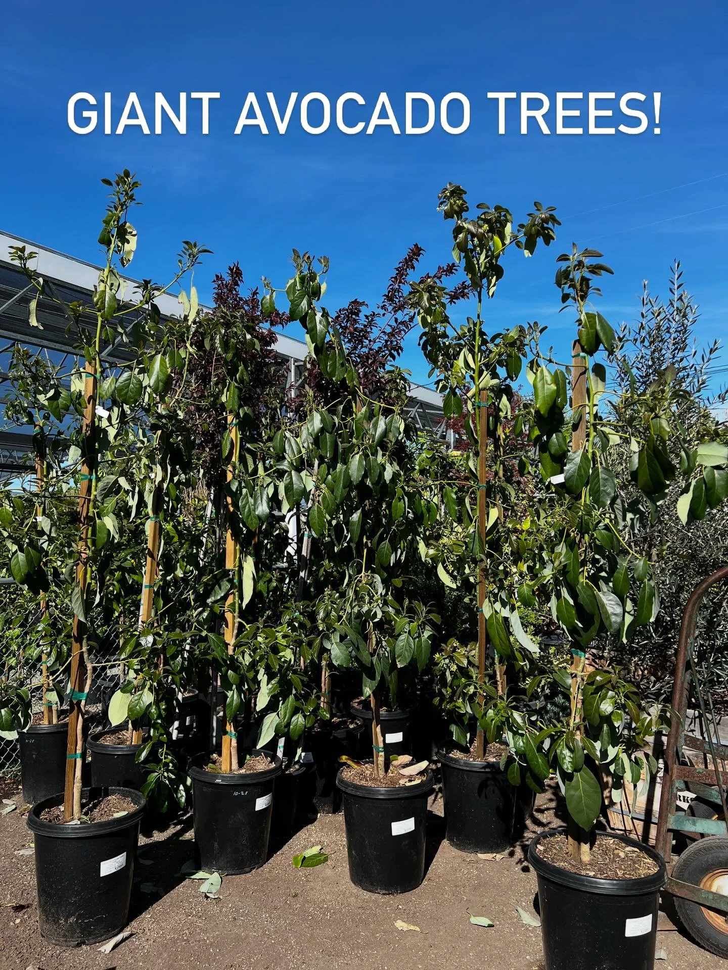 Pushing 10 feet tall!! 🥑🥑🥑 Who is ready for home grown guacamole?