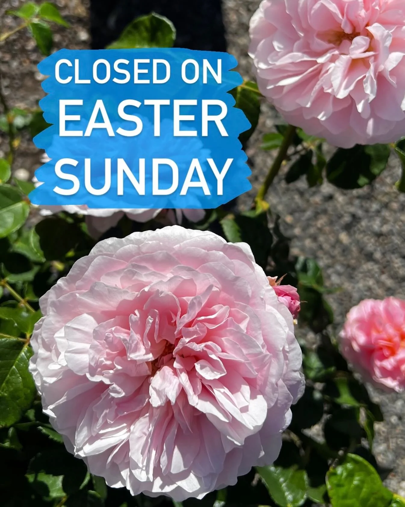 Happy Easter! 🐣🐰We will be closed this Sunday, April 5th but will see you back at the nursery on Monday.