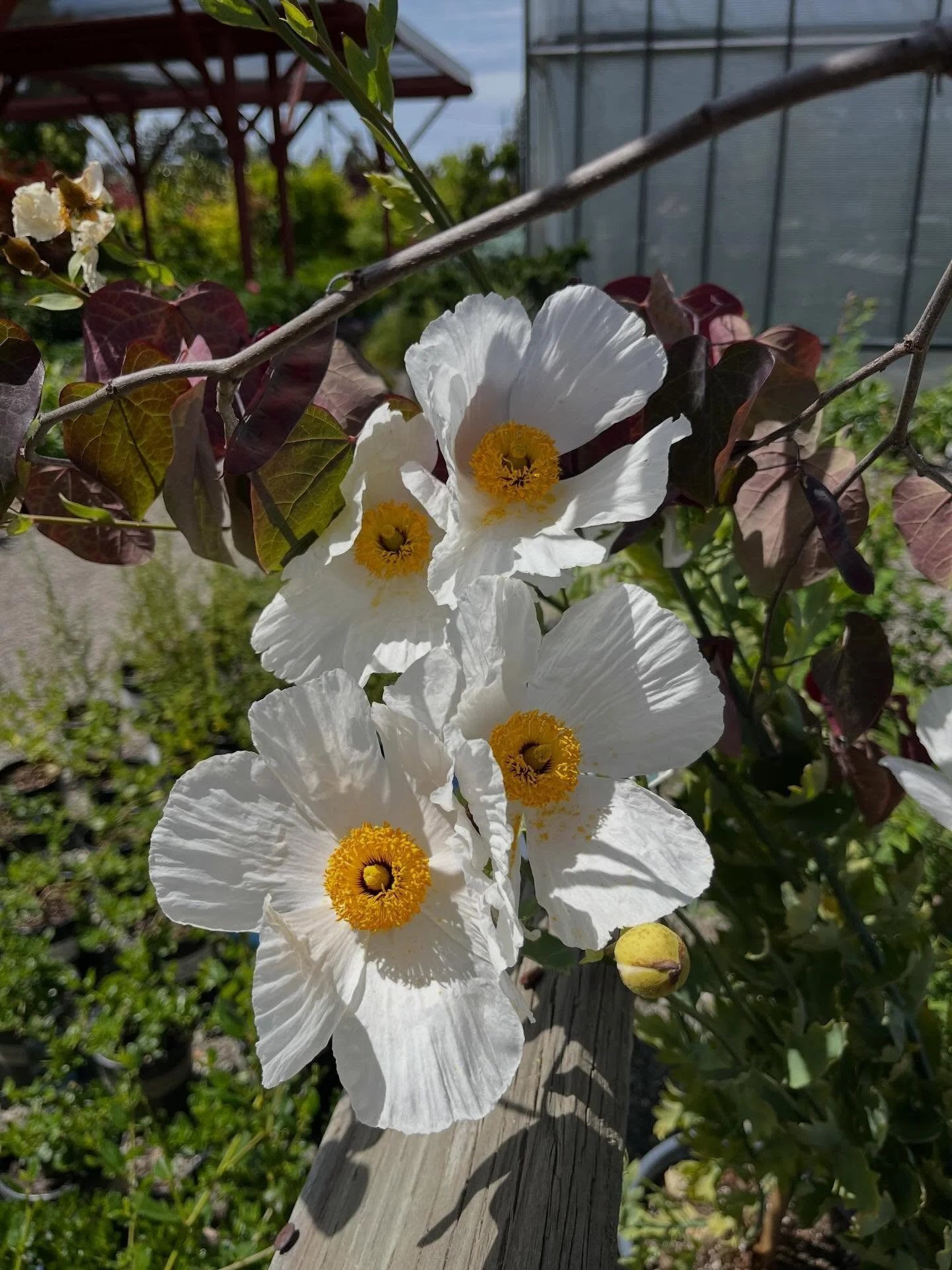 People always smile when they see a fried egg poppy! #canative
