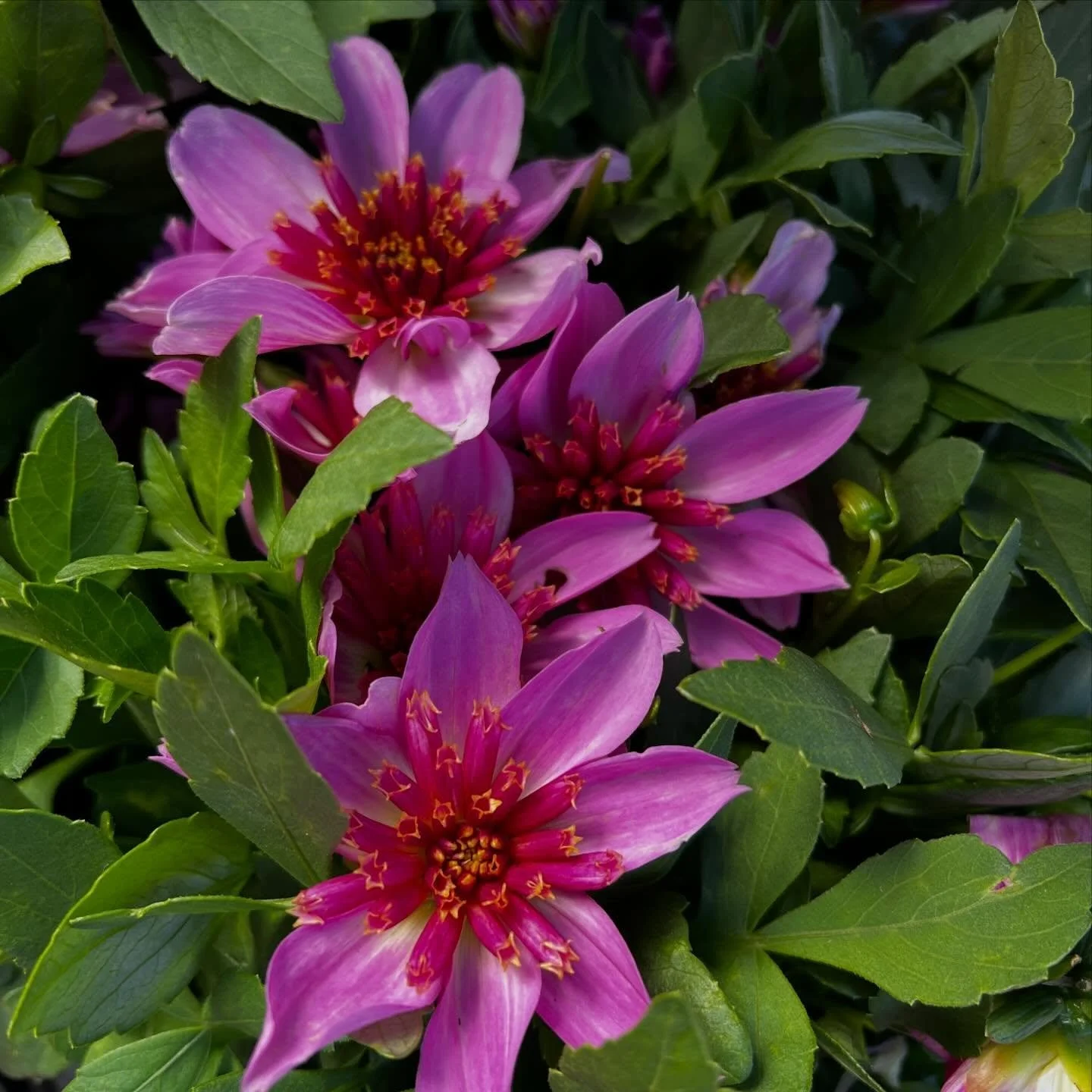 😄Dahlias in bloom are the happiest sight! 🌈