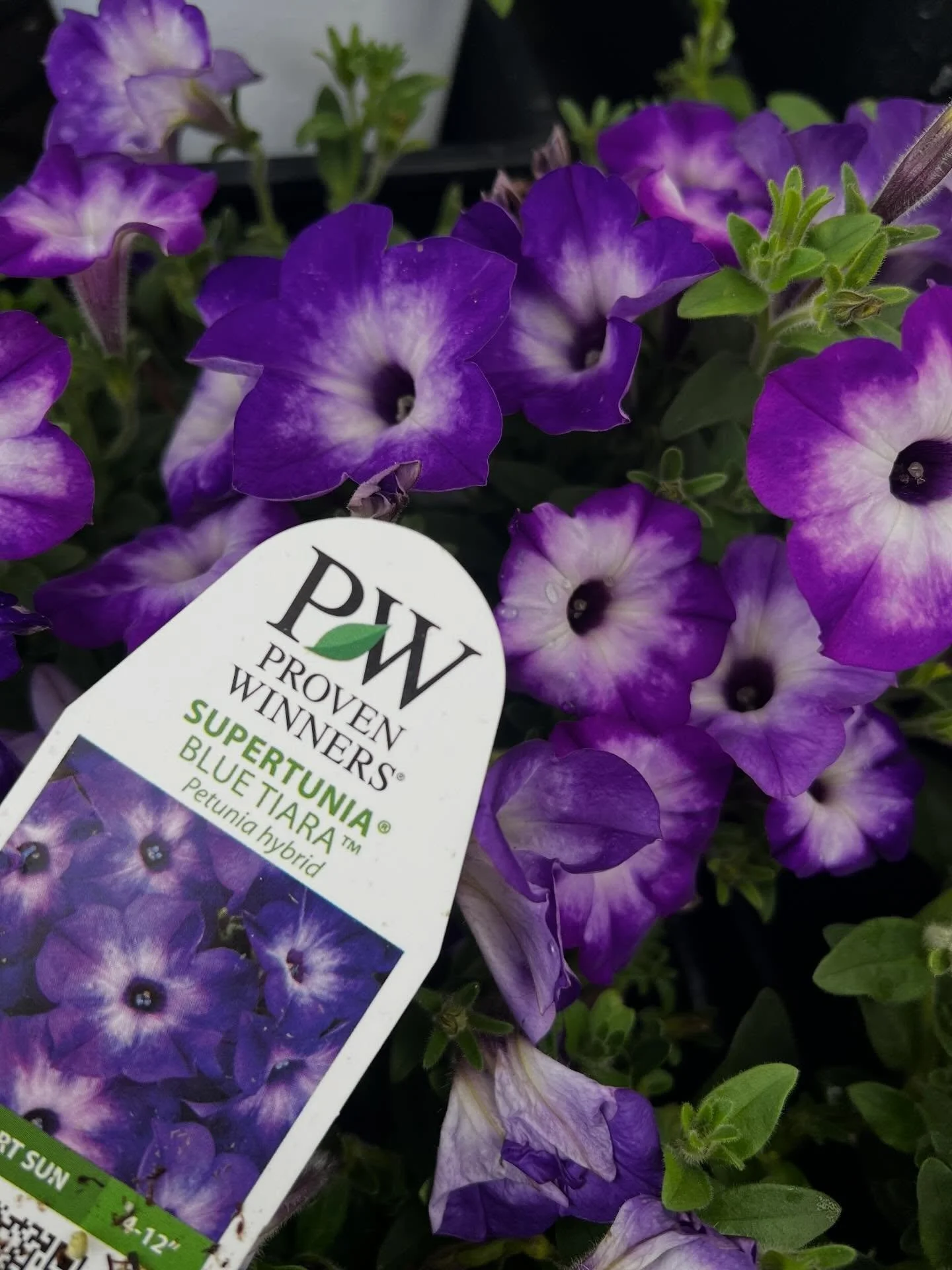 SUPERTUNIAS are here!! @provenwinners famous flowers are here in pinks, purples, yellows, whites, and everything in between! 🌈