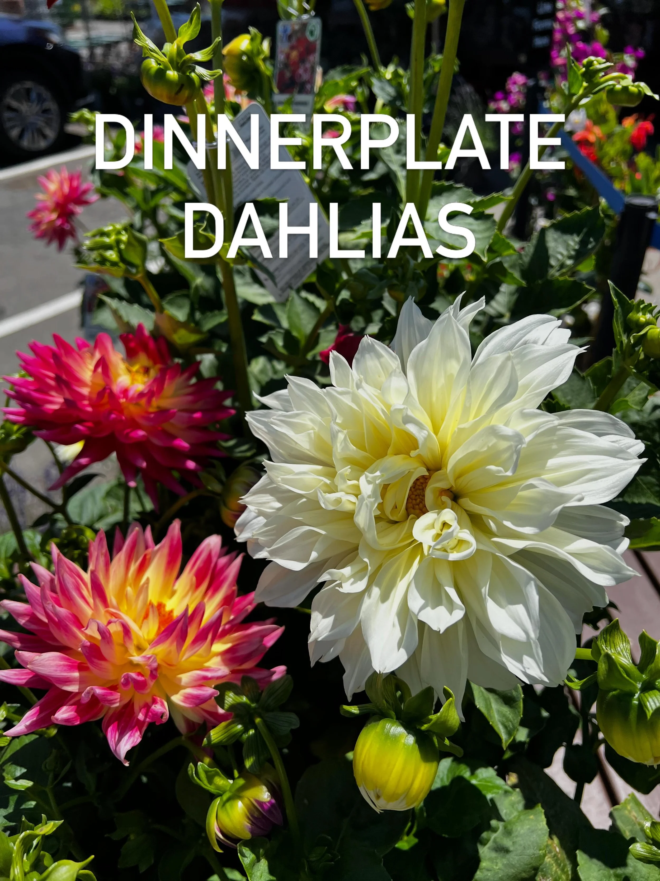 💝 The big, beautiful blooms that DREAMS are made of are at Van Winden&rsquo;s Garden Center this weekend! Stop by with your mom and find stunners like these dinnerplate dahlias like these! 🤩