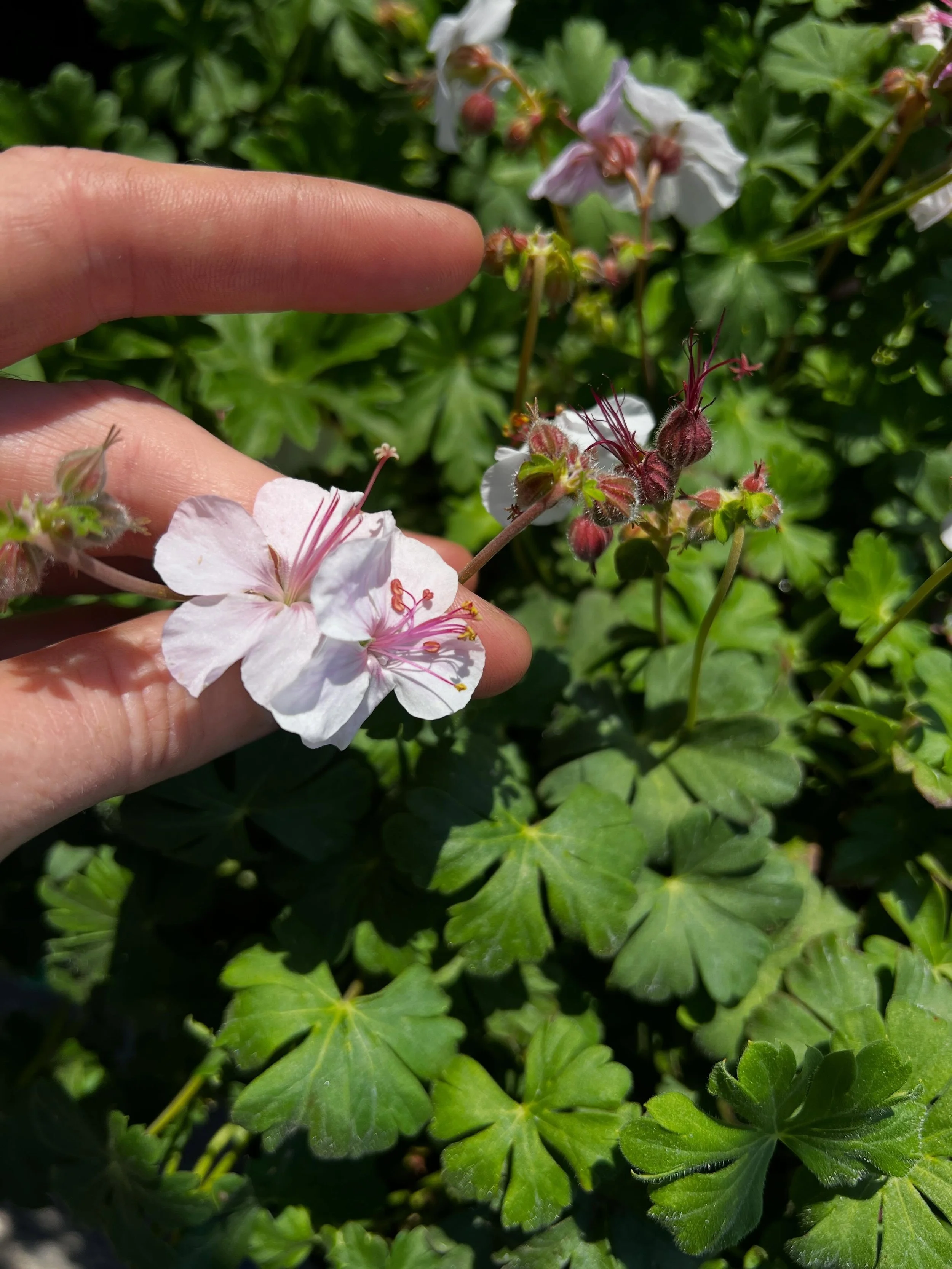 Name that plant! The answer might surprise you&hellip; 😊
This plant does best in Napa in morning sun and afternoon shade. It is easy to grow and usually stays only about a foot tall. Lots of delicate little flowers! 

What is your guess? 🧐