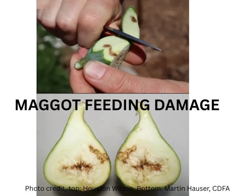Do you have a fig tree that&rsquo;s dropping figs right now? They&rsquo;re probably still unripe but somehow falling off the tree? You likely have the invasive black fig fly! 😓 Let us know if this is happening to your tree and we can teach you how t