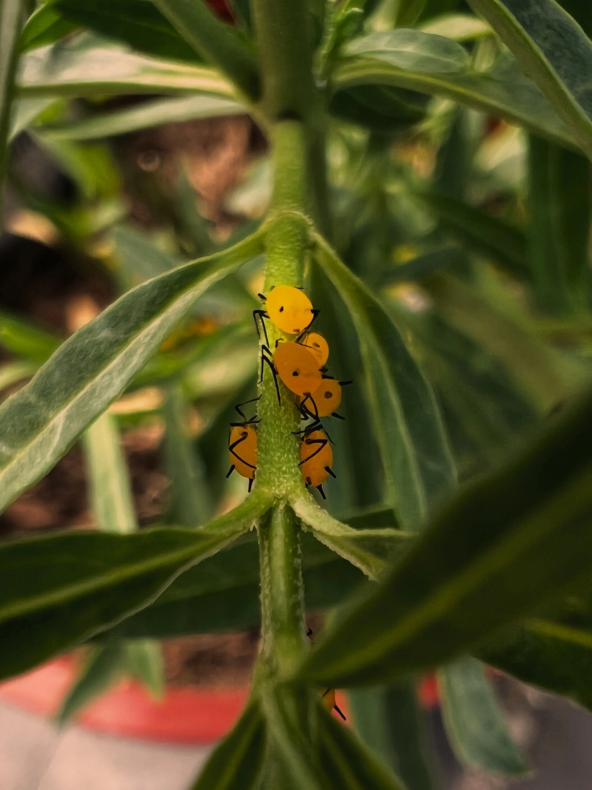 Have aphids? We have some helpful bugs for you! (Although did you know that ladybugs are actually beetles? Not bugs at all!) 

Release these friends at dusk next to food (aphids) and water. They will lay eggs which hatch into aphid-devouring larvae. 
