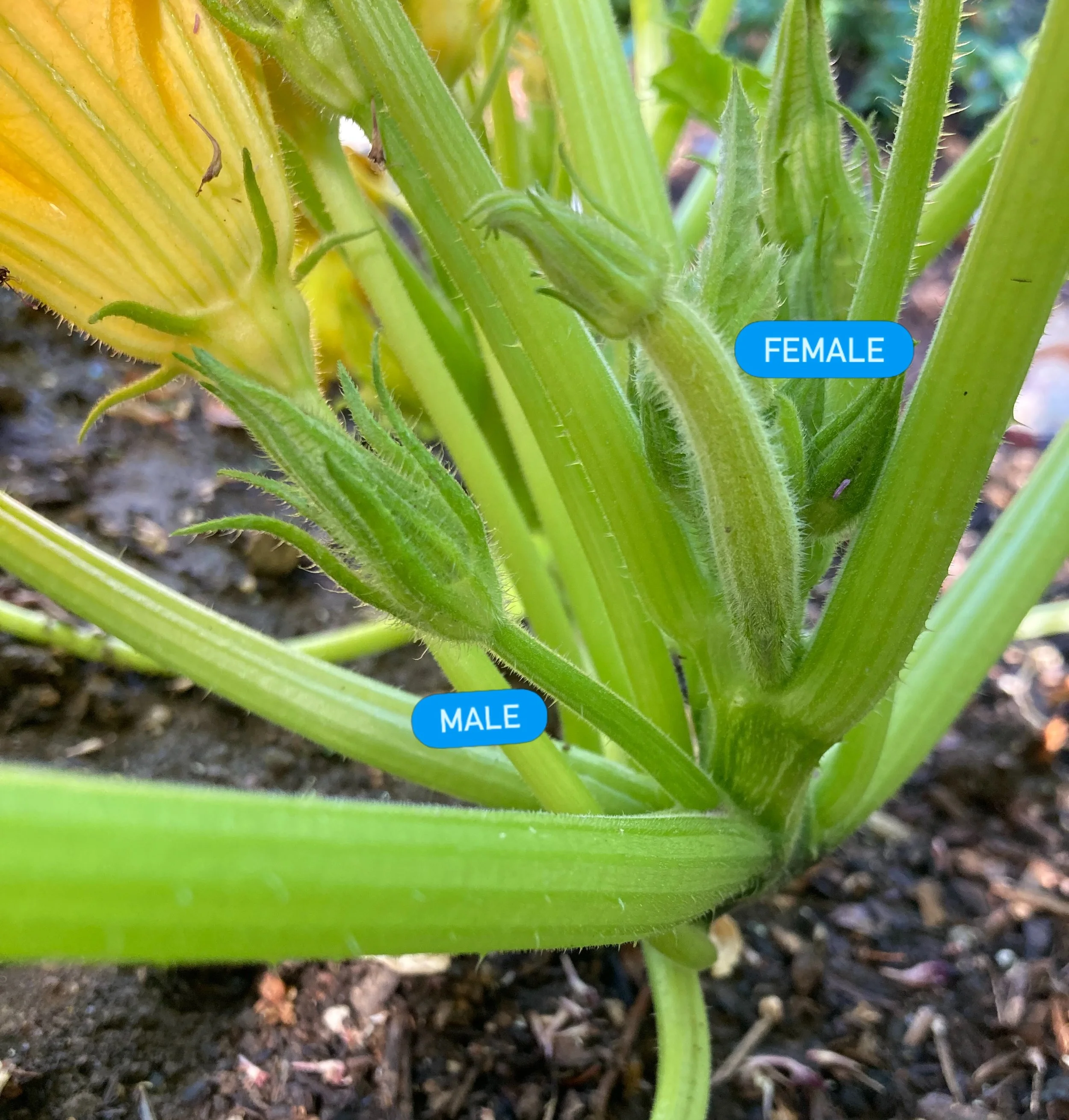 How are your squash doing? If you&rsquo;re not getting enough fruit you might not have enough male or female flowers on your plant. This photo shows what male flowers look like. Female have a skinny stem. Female flowers have a baby squash at the base