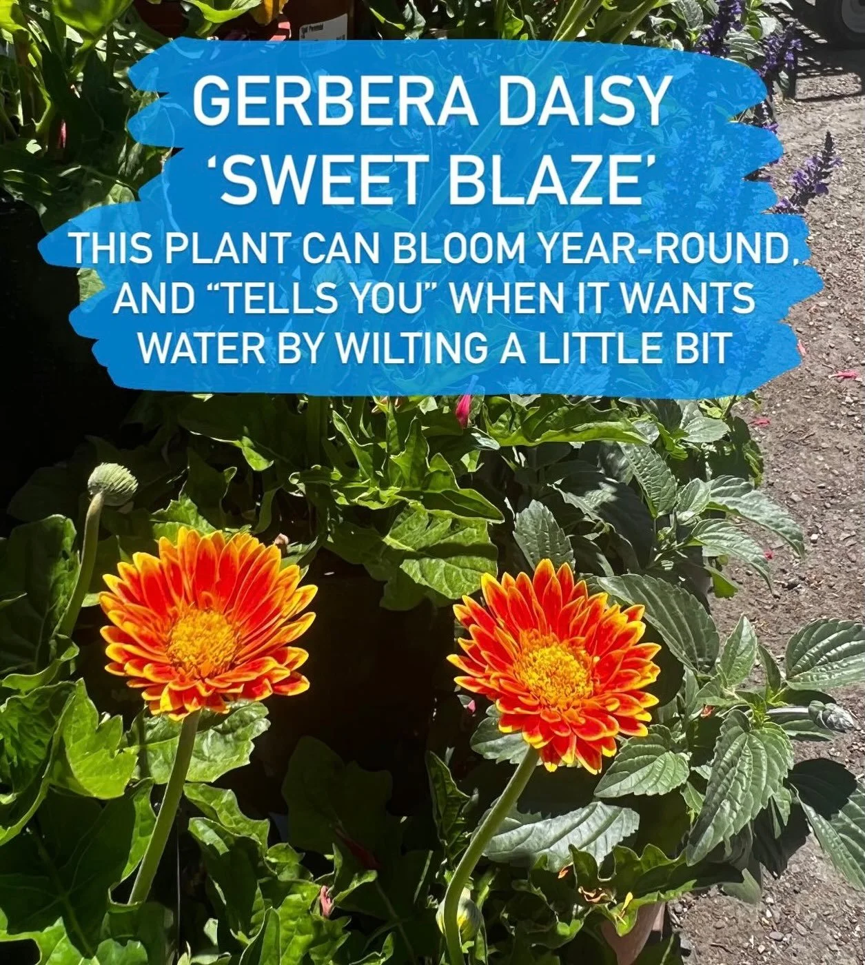 If you want to bring up your thumb, consider planting a plant that shows you when it is thirsty. Gerbera daisies are a great place to start!