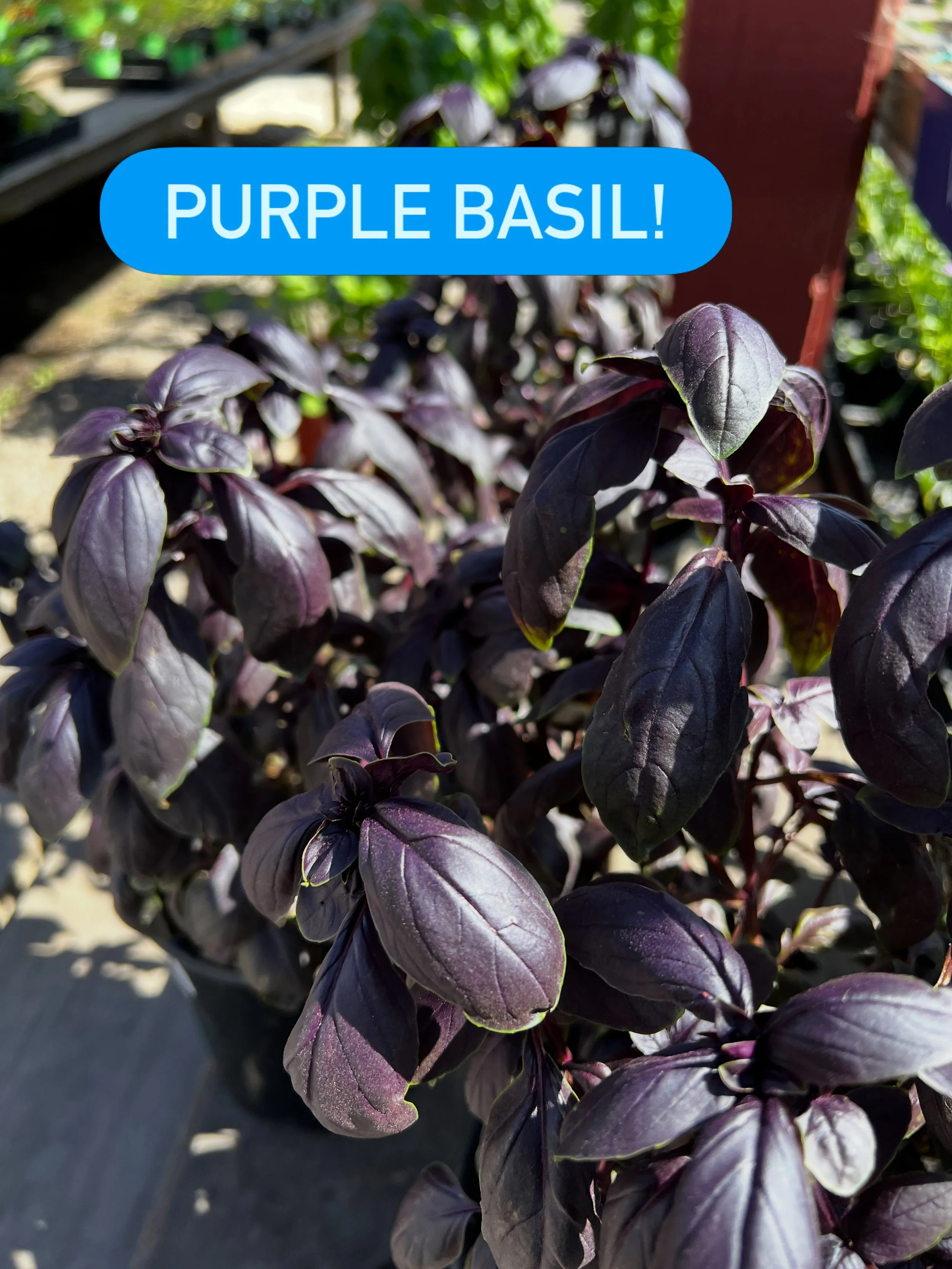 Green basil is nice, but PURPLE basil is FUN! There is actually a really big world of basil out there and Van Winden&rsquo;s has a fun selection of different varieties for you to check out. 🍝