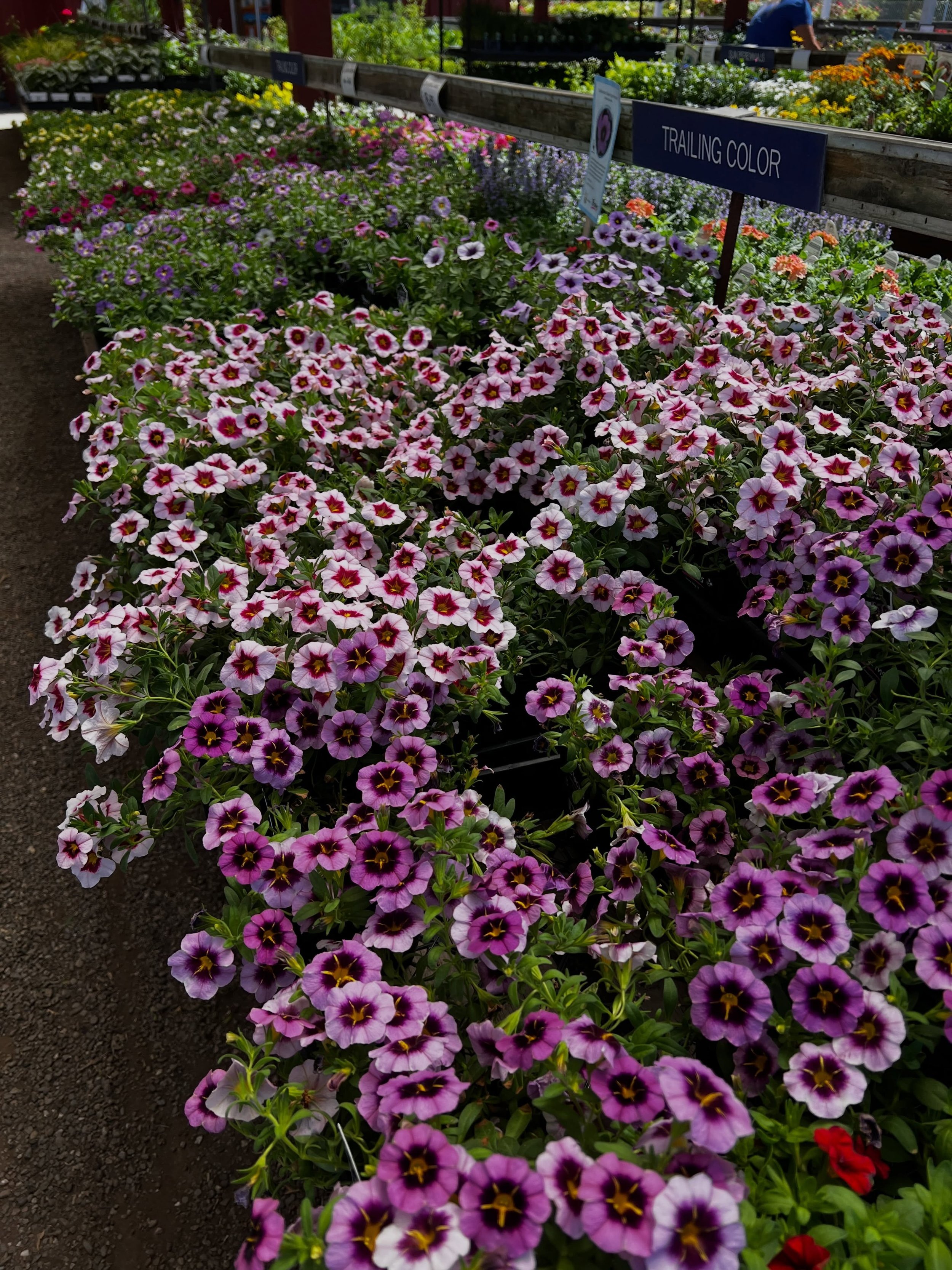 Calibrachoa&hellip; the hardest working horse in the stable! 🐎 This plant is also called &ldquo;million bells&rdquo;. It blooms its little head off all summer long. Frost usually knocks it back but if you treat it right (and with a bit of luck) it w