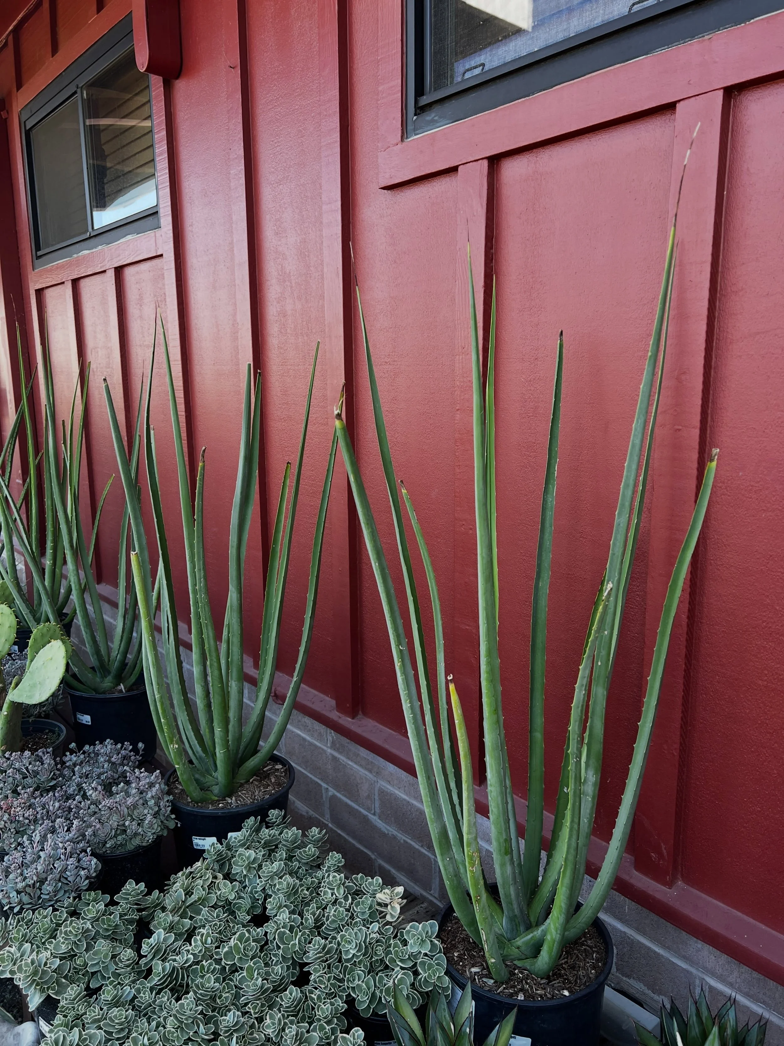 Succulents! 🤩 We have tons of options right now. Did you know some succulents grow best in the shade? Most love the sun, but if you want a low water option for the shade, we have you covered.