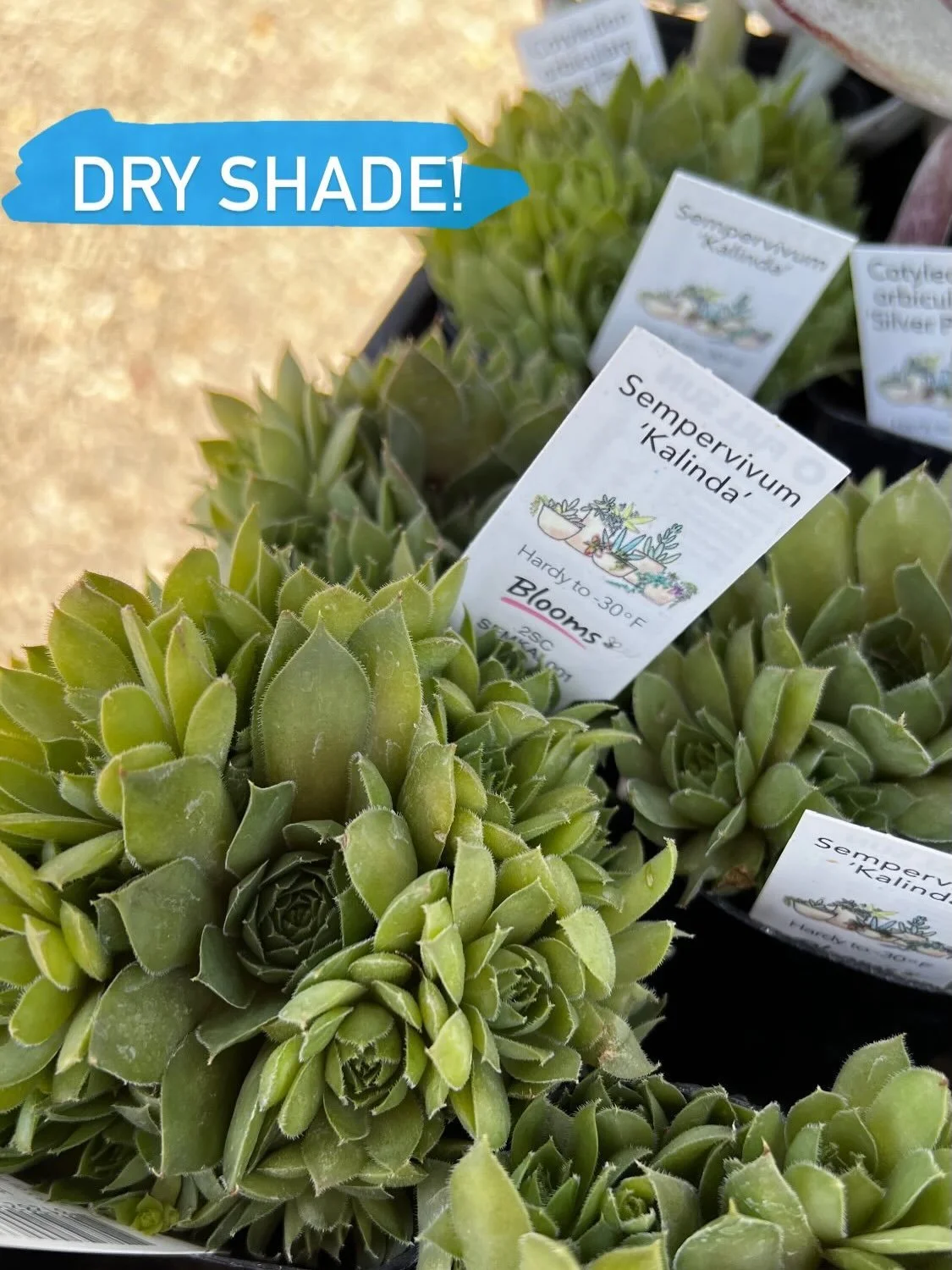 Drought tolerant planting in the shade is possible! Here are some of the plants that perform well here in Napa.