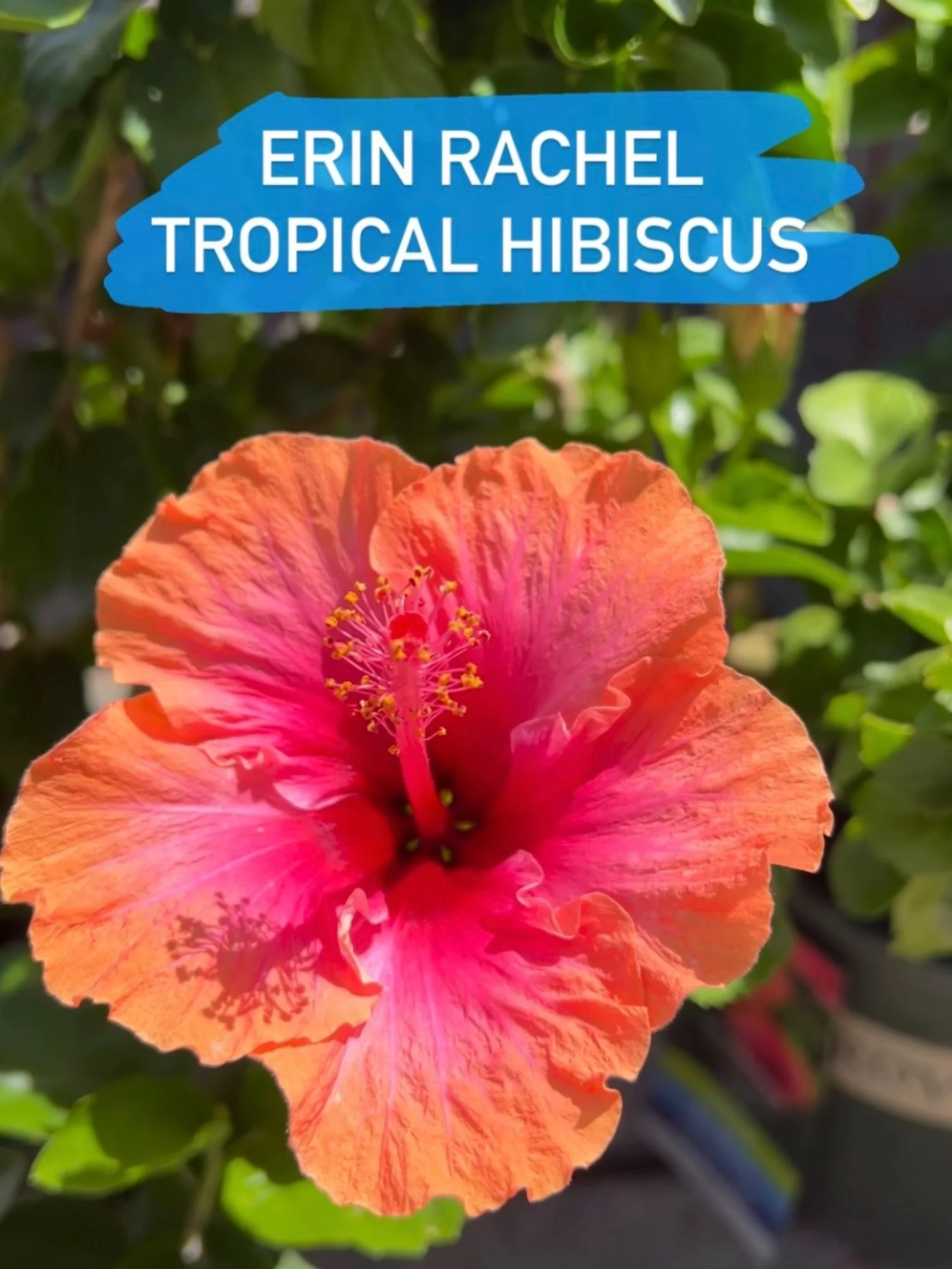 What happened to our hot August? 😅 Apparently, the heat is hanging out in the garden! Our tropical hibiscus has POPS of color. &lsquo;Erin Rachel&rsquo; is one of our absolute favorites. 🥰
