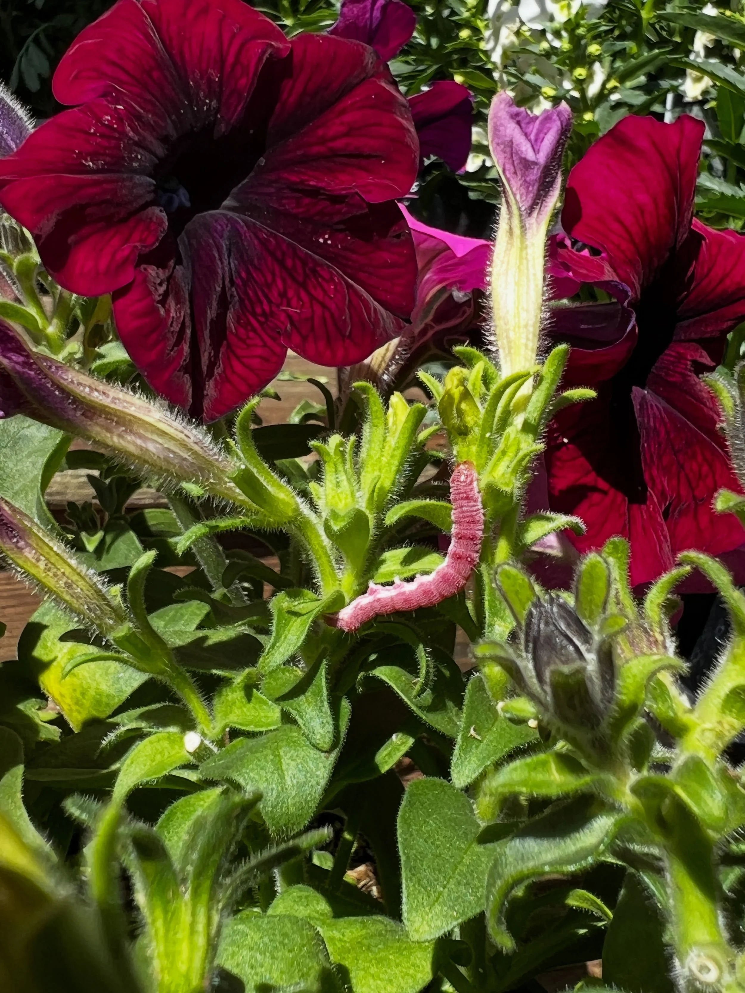 Have you ever noticed holes in your petunias? Geraniums? &lsquo;Tis the season for budworm: Heliothis virescens. We recommend applying BT (Bacillus thuringiensis), a non-toxic bacteria that targets caterpillars.

Also: Don&rsquo;t drive away the wasp
