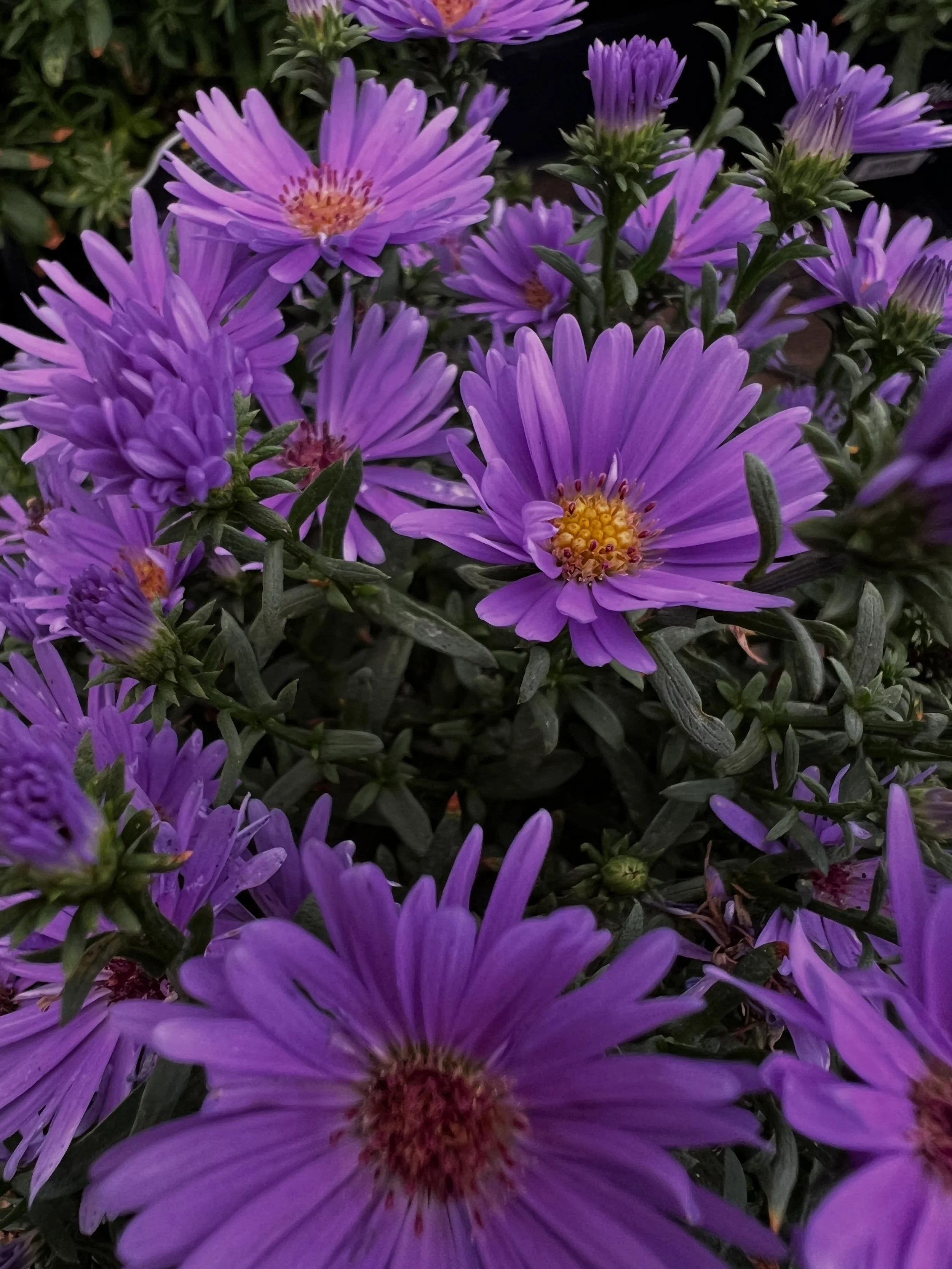Summer annuals looking tired? Try refreshing your beds with these tough perennials!
Asters are quite floriferous well into fall, providing much needed color into the late season. They are a keystone species that provide food/shelter in the wintertime