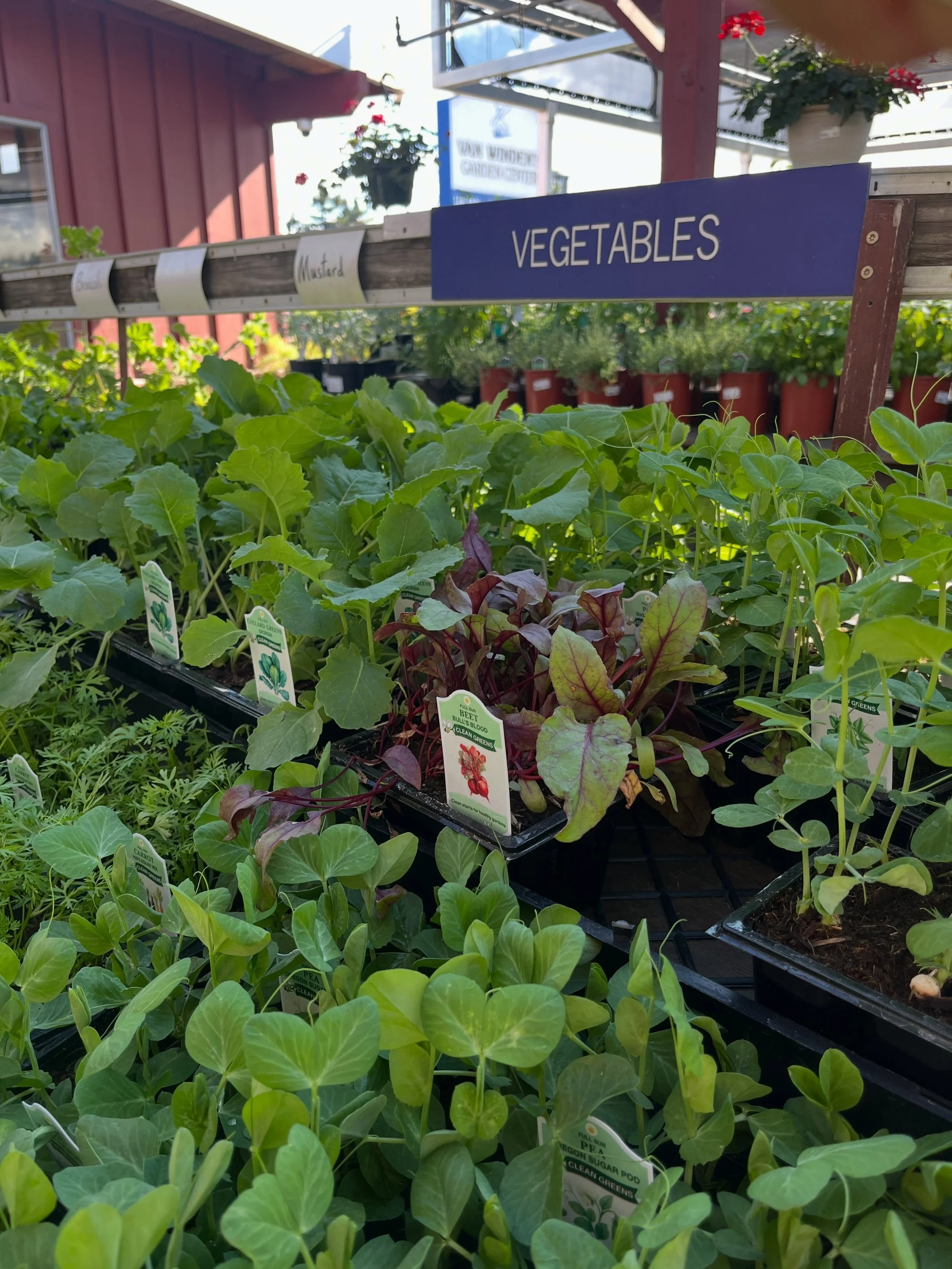 It&rsquo;s time to plant your fall and winter vegetable garden! Peas, broccoli, carrots, beets, celery, lettuce, onions, cabbage, brussels sprouts! It&rsquo;s even a great time to pop an artichoke into the ground!