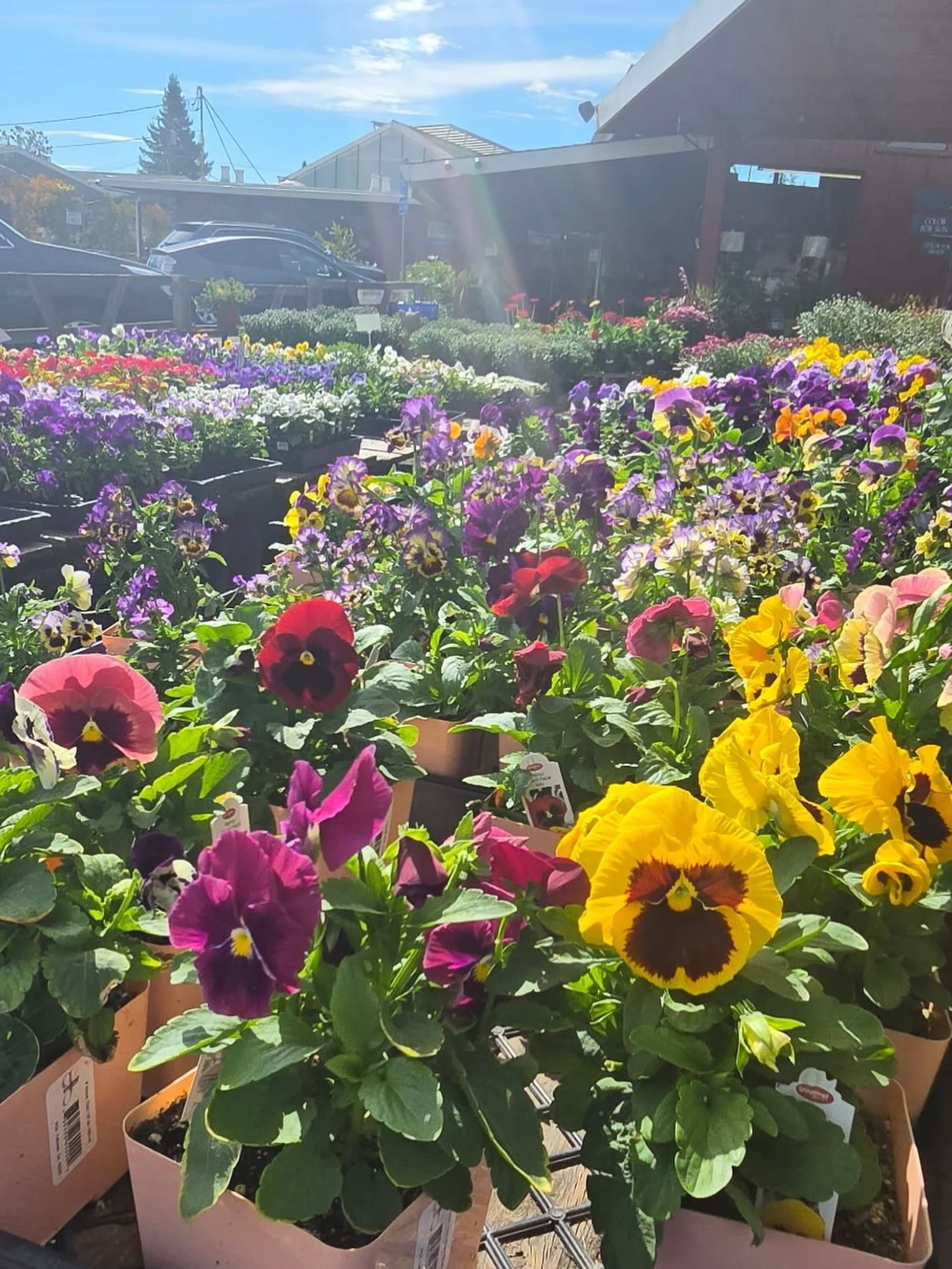 Fall color is arriving by the truckload! If your summer blooms are starting to look tired, or if you&rsquo;d like to plan ahead, come and check out our pansies, calendula, Icelandic poppies, Alyssum, and so much more. We can keep you in bloom year-ro
