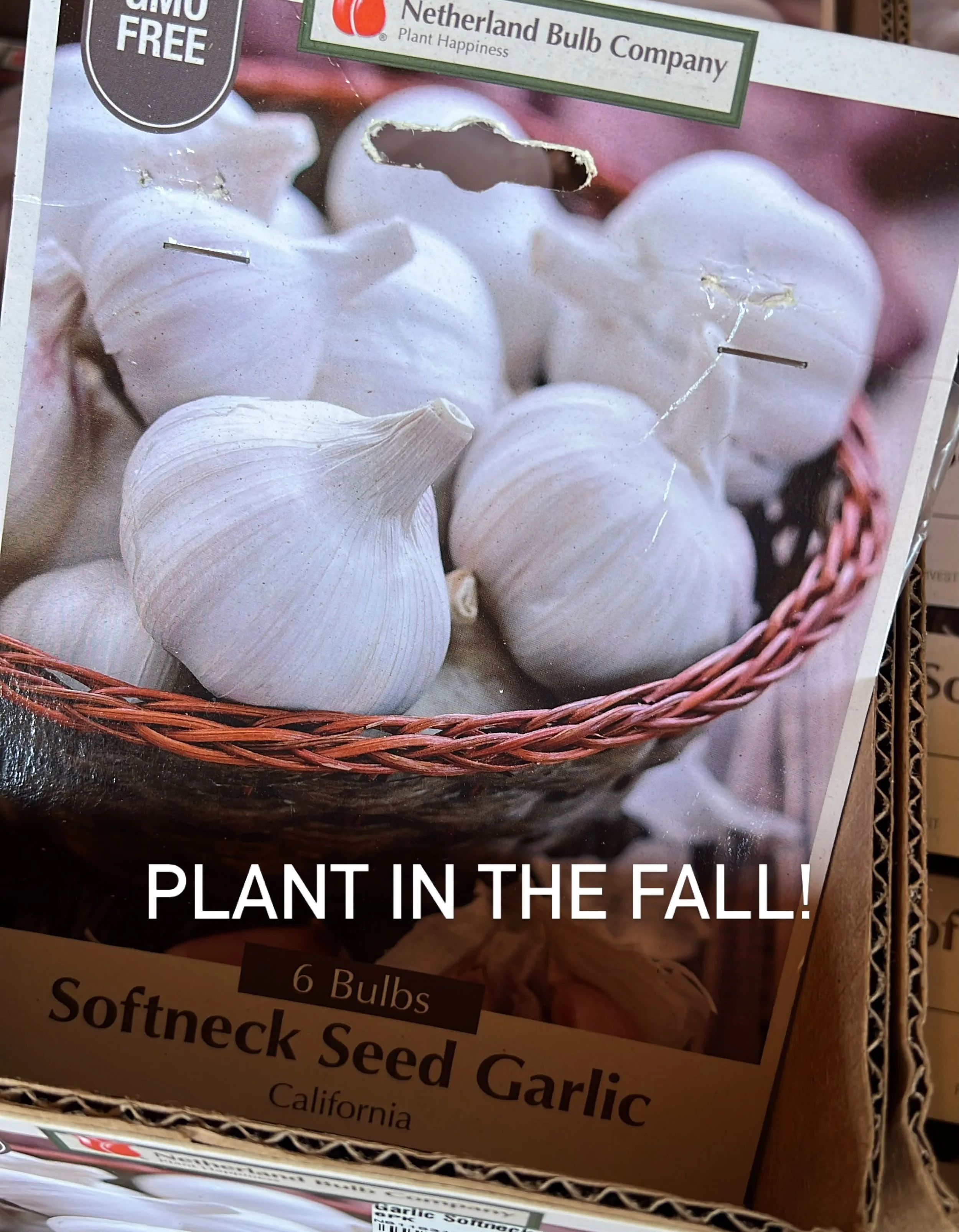 🧄 Garlic is in stock NOW!
🧛&zwj;♂️ Vampire repellent: highly recommended.
🍝 Pasta enhancement: absolutely essential.
🌱 Garden bragging rights: practically guaranteed.

Fall is the BEST time to plant garlic. Come get your garlic before we run out!