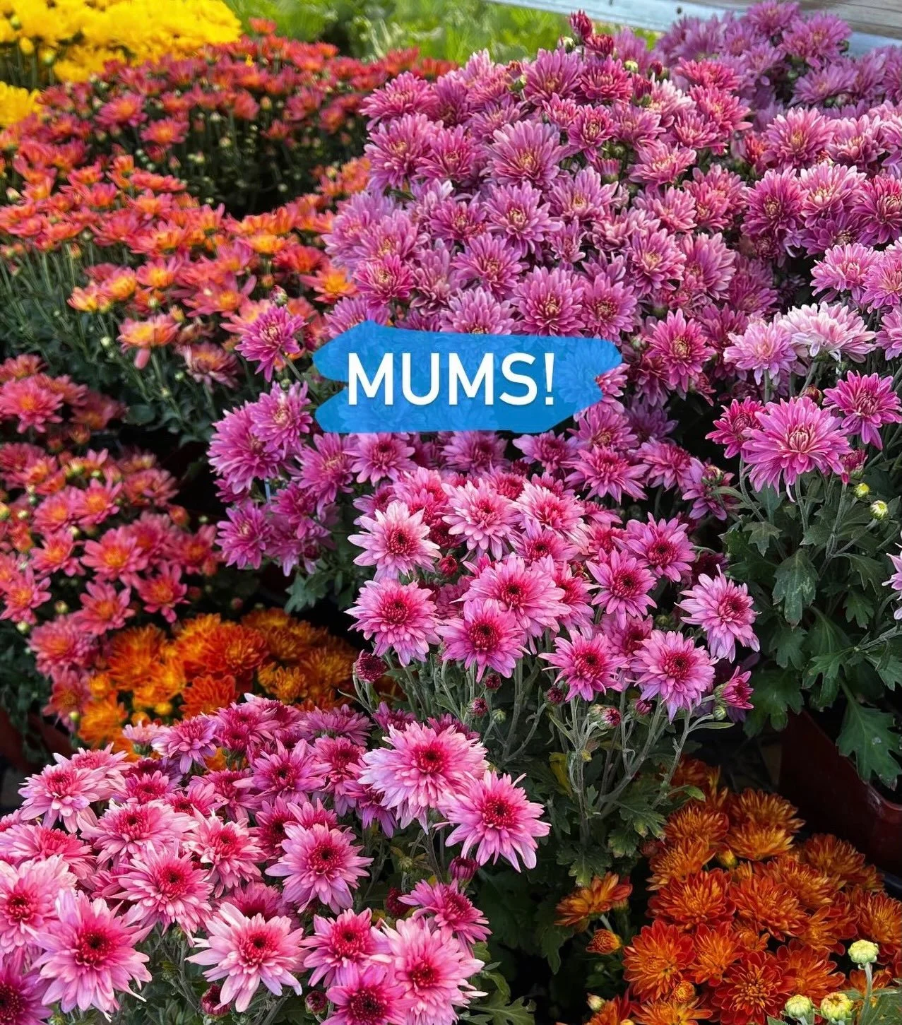 One of the official harbingers of fall! MUMS! These pretty flowers are perfect for a porch, a potted arrangement, or tucked into your flower bed. They will bloom beautifully for you all fall and again in the spring if you treat them right!