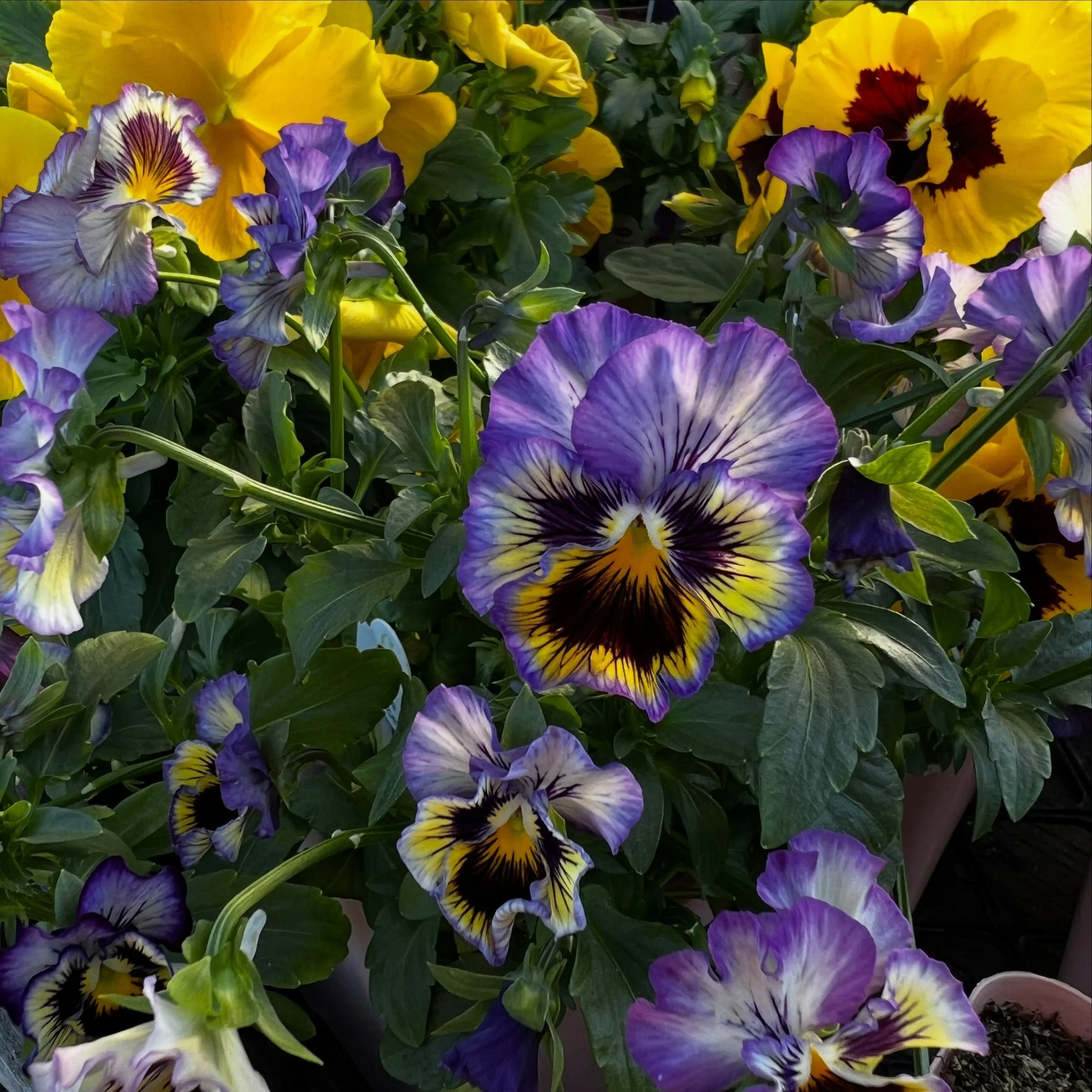 Pansies and violas, OH MY! Fall is the BEST time to plant these cheerful little flowers. Plant them now and they will likely bloom for you all winter long!