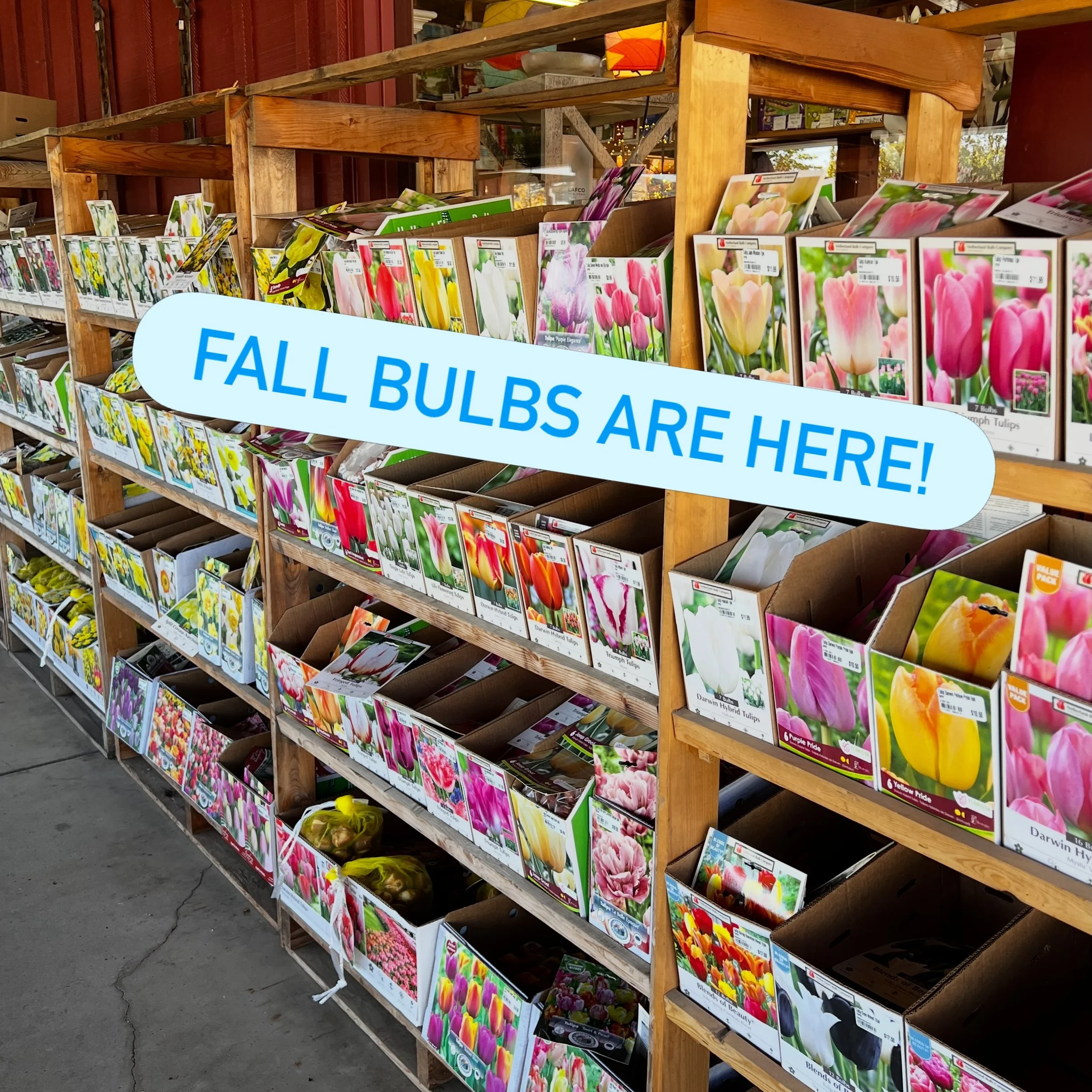Freesia, tulips, iris, alliums, ranunculus, anemone, daffodils, tulips, and more!!! Now is the time to shop for bulbs that you plant in the fall and bloom in the spring. 🐇🌸🌷🌼