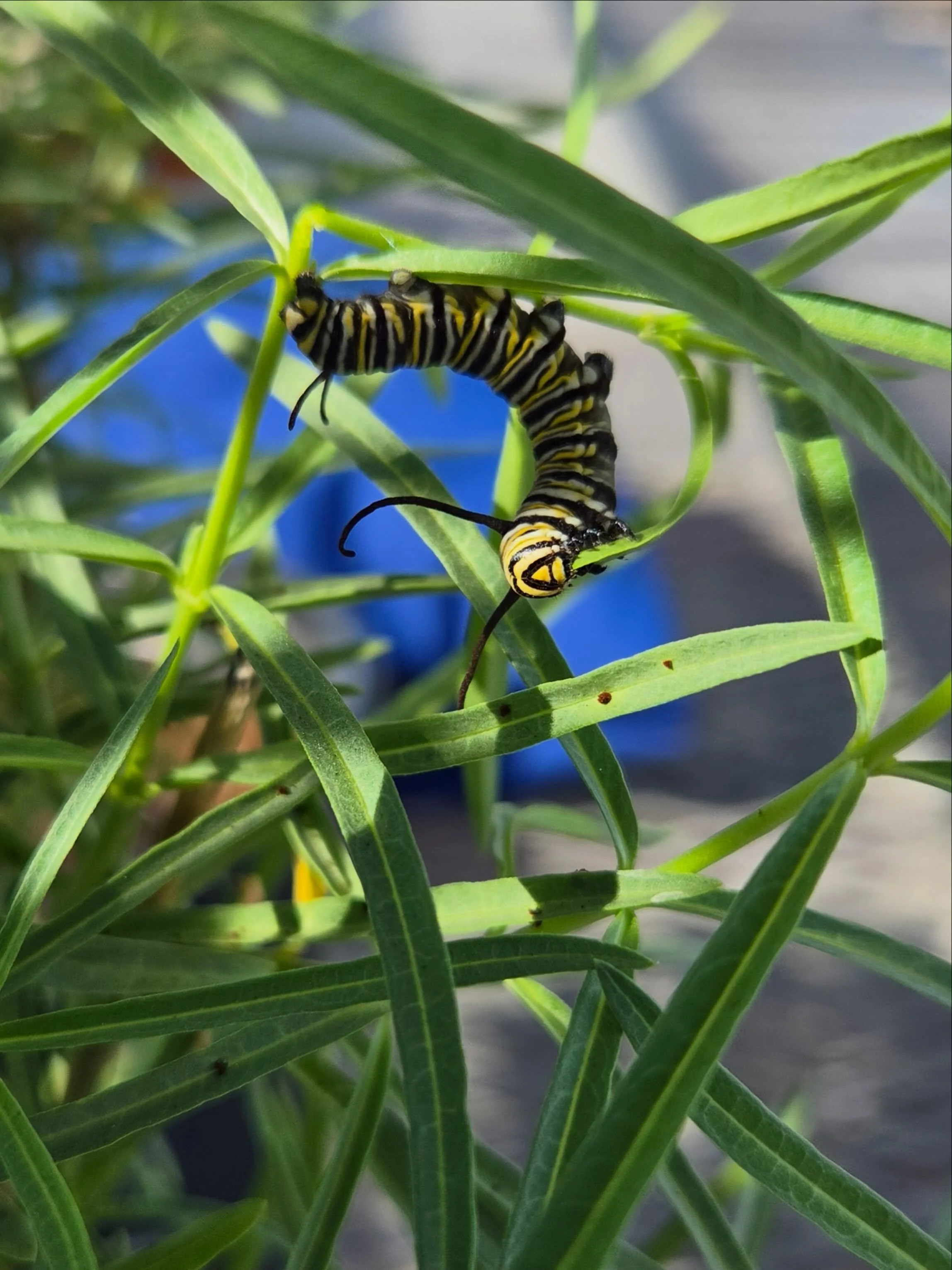 We have a special guest in bedding! This is the Monarch butterfly caterpillar on its respective host plant: Asclepius fascicularis (Narrowleaf Milkweed). At this moment in time, the milkweed will finish flowering by the end of fall. However, being an