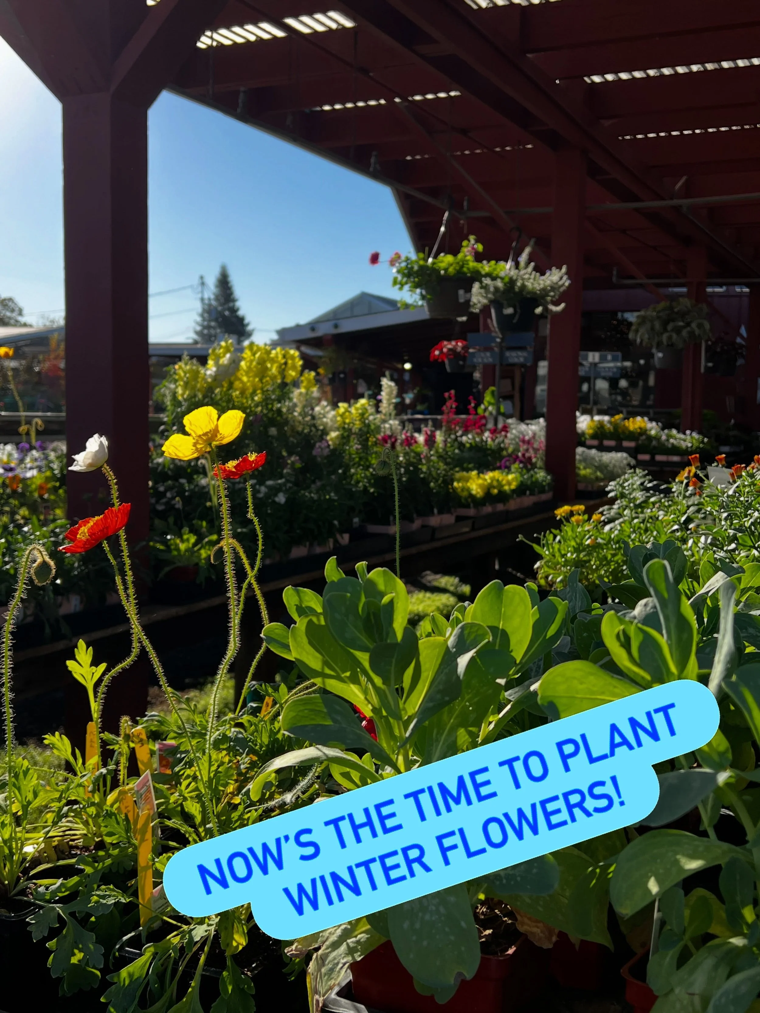 It&rsquo;s only October, but if you want flowers all winter long, you should get them in the ground now! Icelandic poppies like the ones in the picture will bloom now and through May if they get their roots established before cold weather sets in. Wa