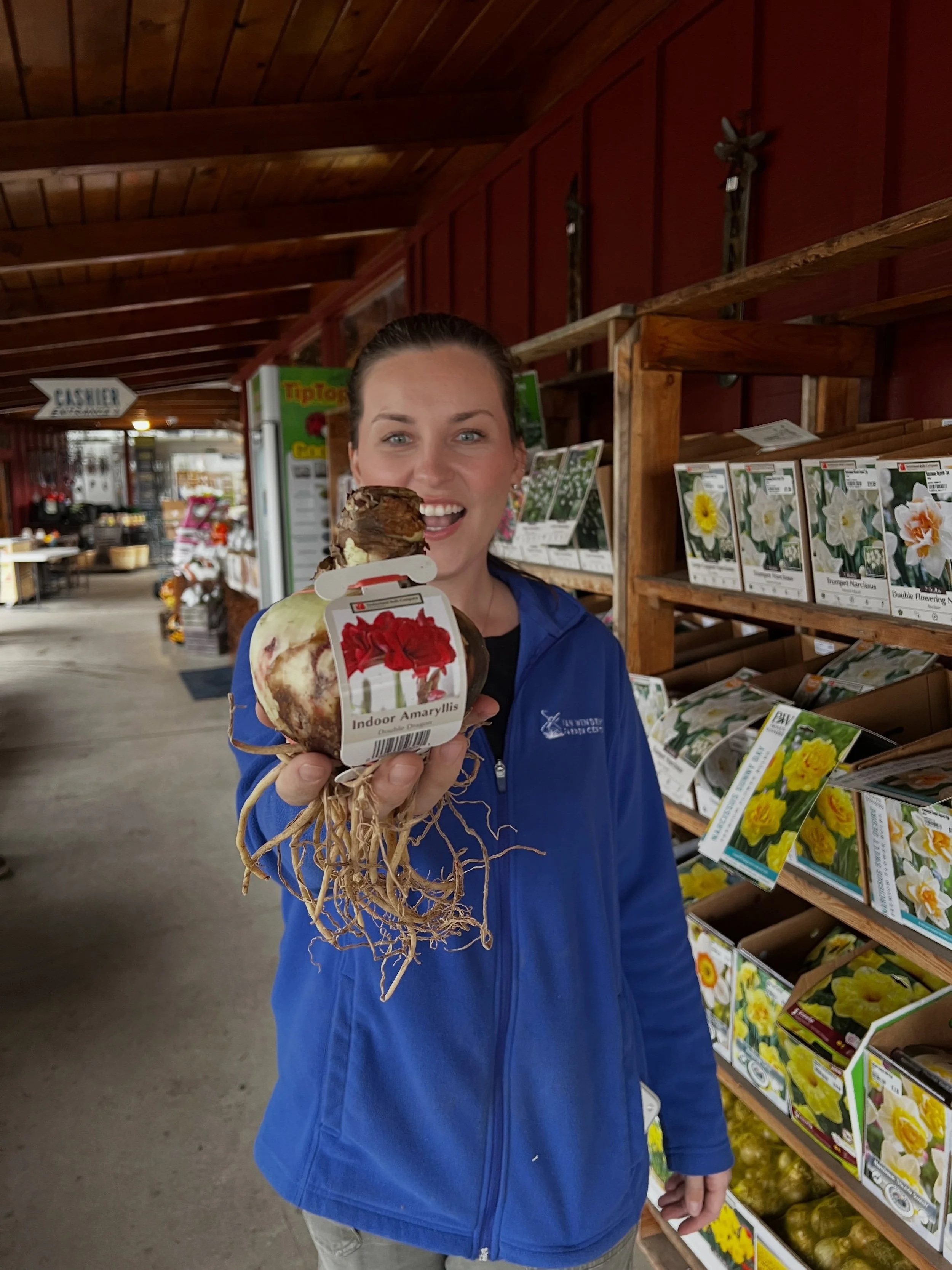 Amaryllis bulbs are BIG and BEAUTIFUL! We have 13 different varieties in stock now!
