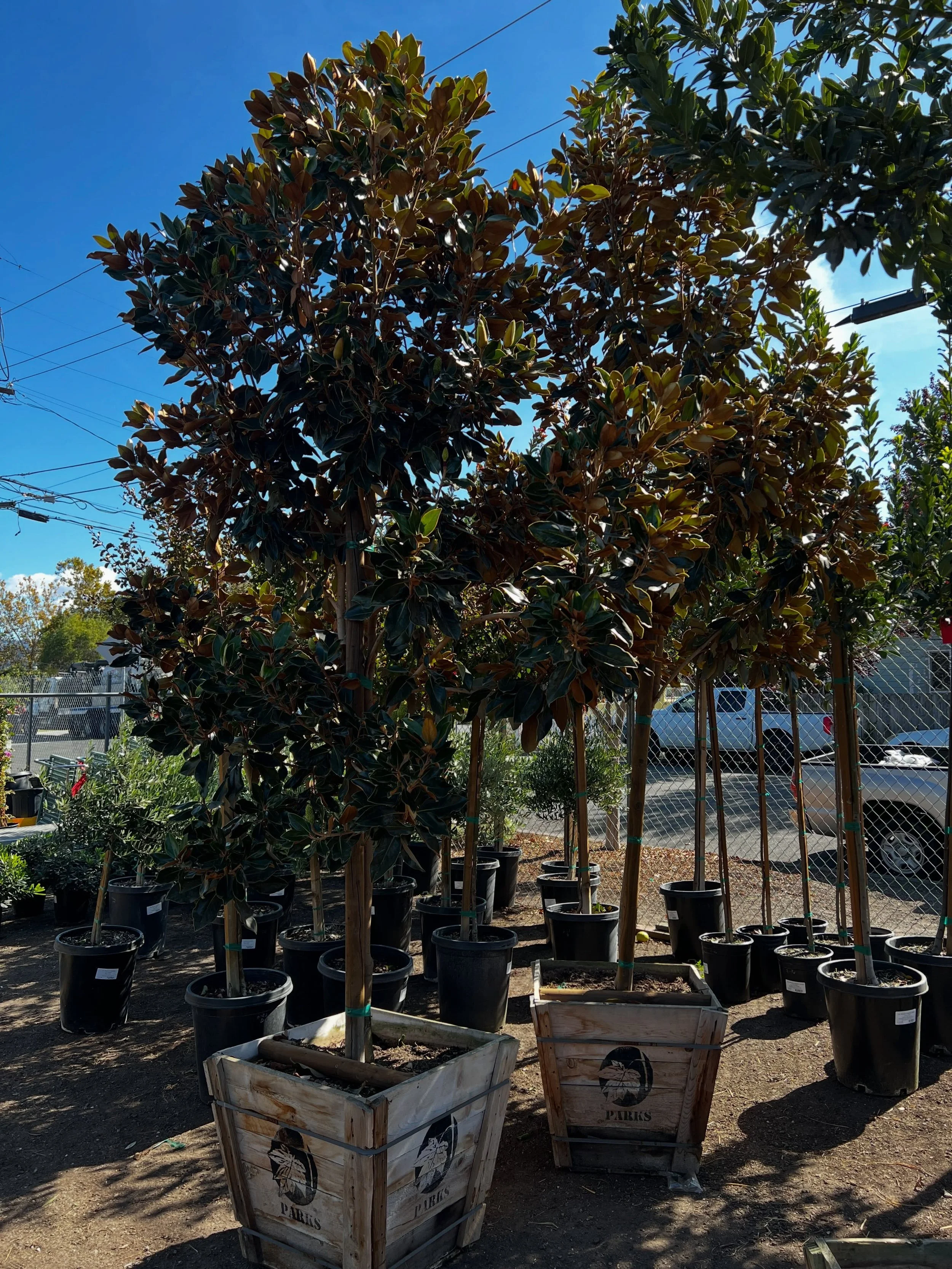 Who likes instant gratification?! 🤩 These southern magnolias are BIG and BEAUTIFUL! They are more than 12 feet tall!