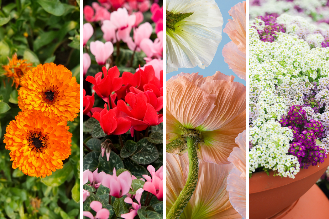 A picture with 4 panels. one eachof orange calendula, red and pink cuclamen, peach and white icelandic poppy, white and purple alyssum.,