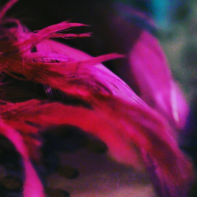 Color is life. 💕🐟#ladyfishmovie #ladyfish #openmindedkaba #sinagmaynila2017 #comedy #comedyfilm #brendamage #martinescudero #jcsantos #rubyruiz #independentfilm #indiefilms